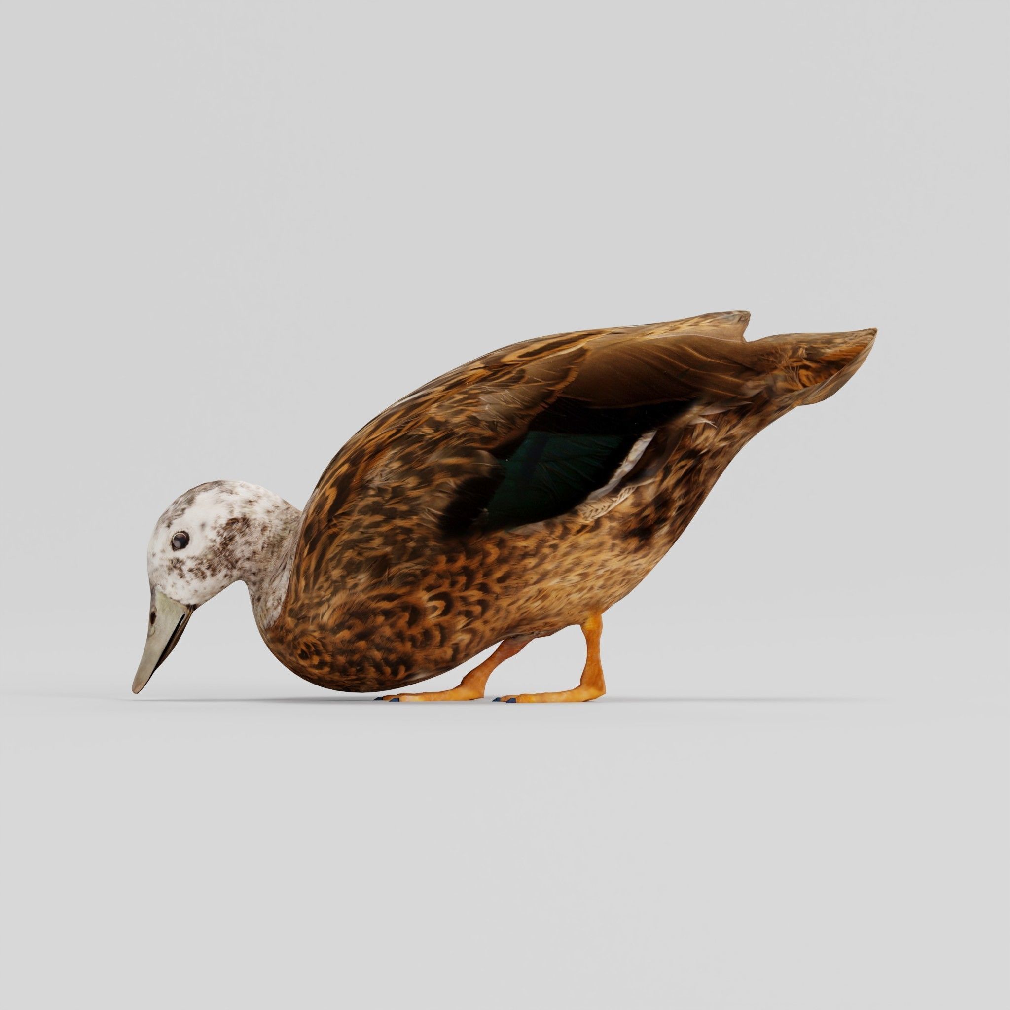 Laysan Teal Duck Bird 3D model_7