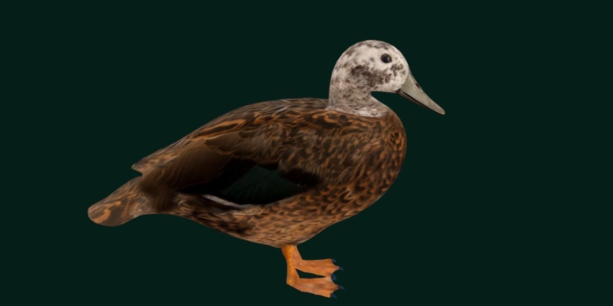 Laysan Teal Duck Bird 3D model_17