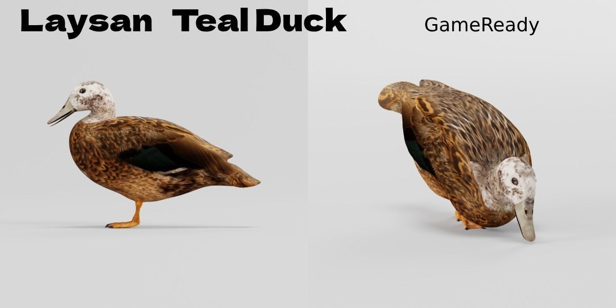 Laysan Teal Duck Bird 3D model_2