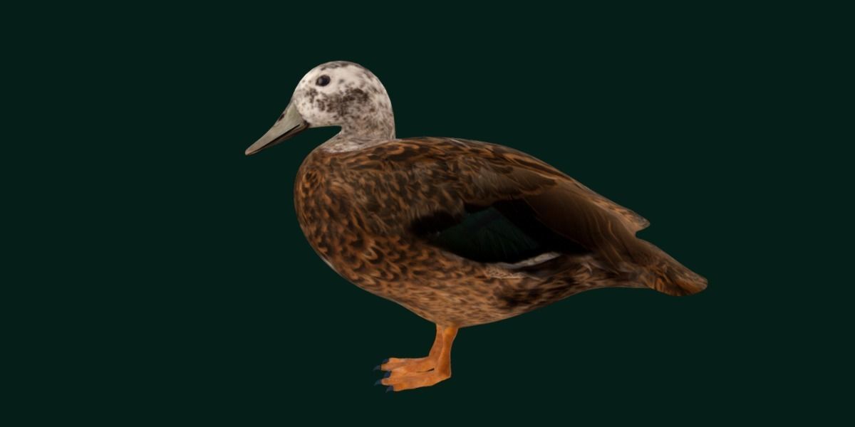 Laysan Teal Duck Bird 3D model_16