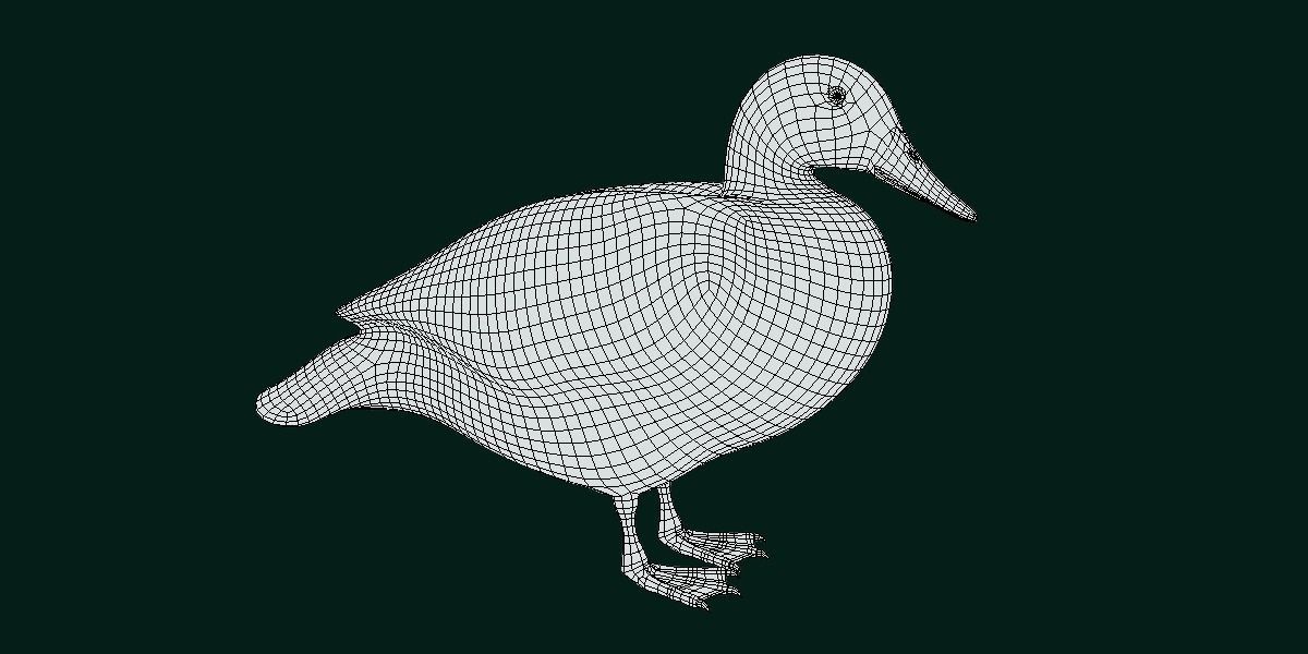 Laysan Teal Duck Bird 3D model_10