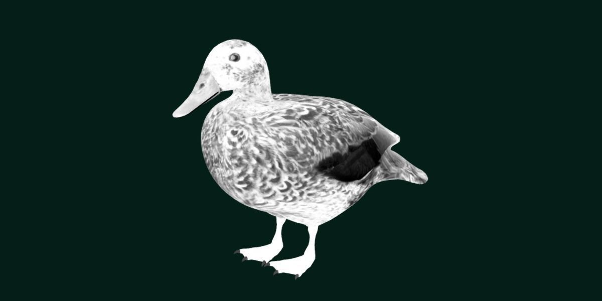 Laysan Teal Duck Bird 3D model_20