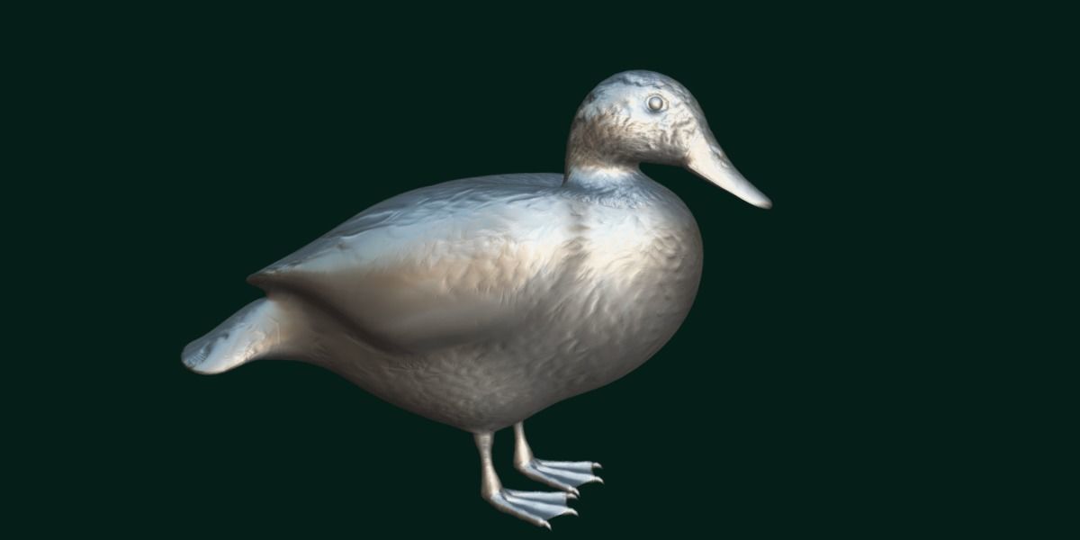Laysan Teal Duck Bird 3D model_22