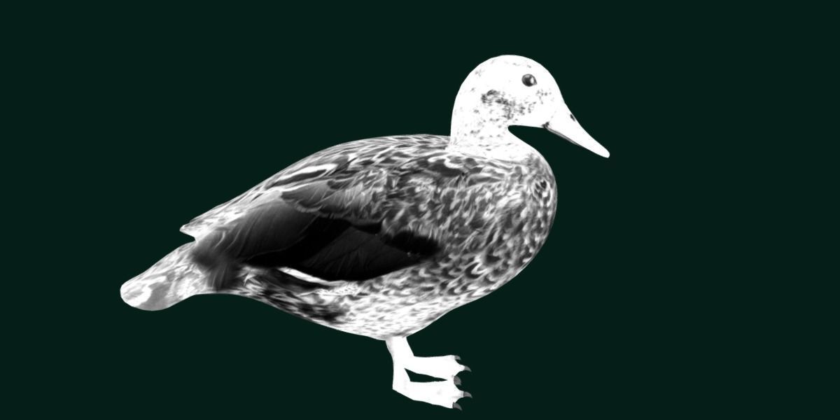 Laysan Teal Duck Bird 3D model_19