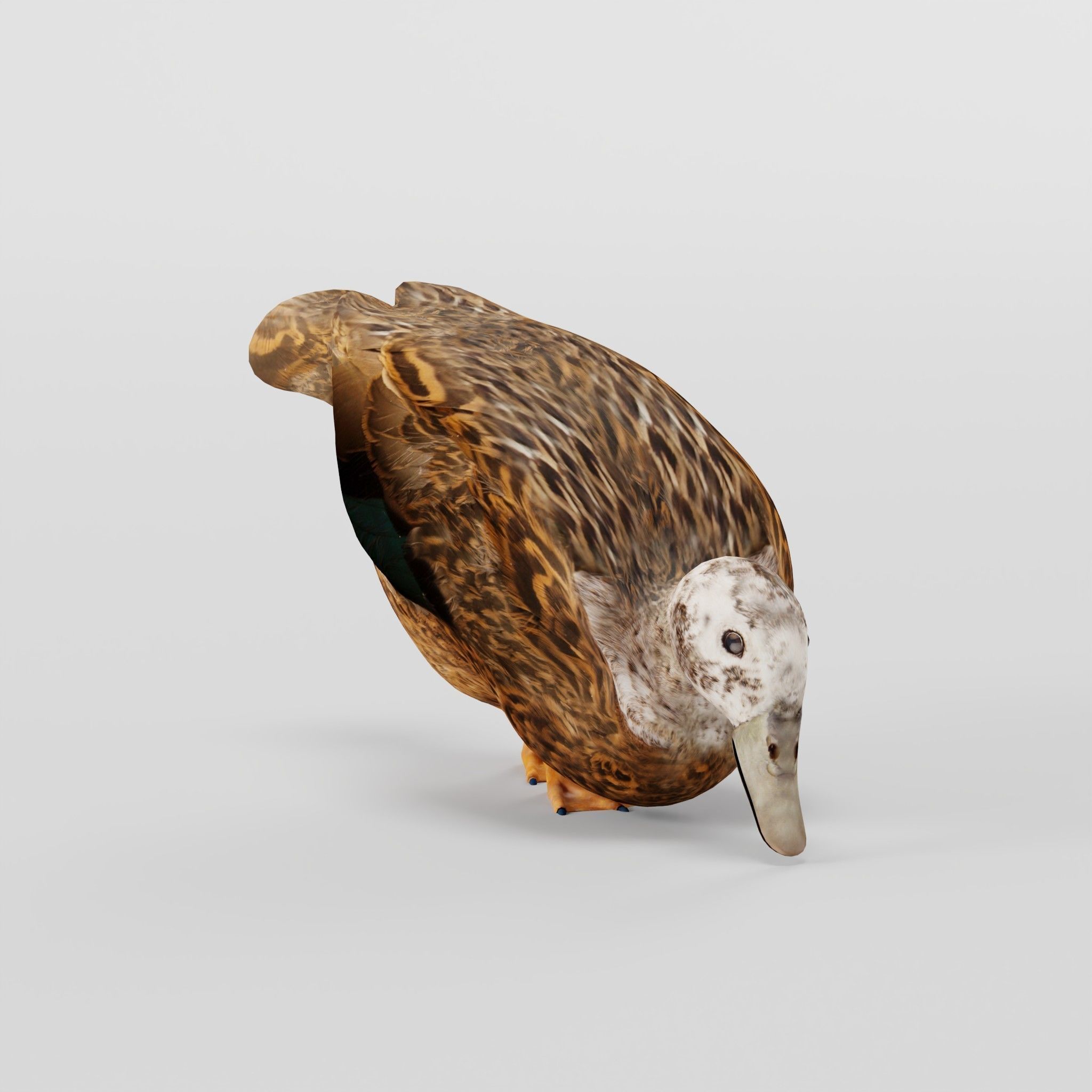 Laysan Teal Duck Bird 3D model_6