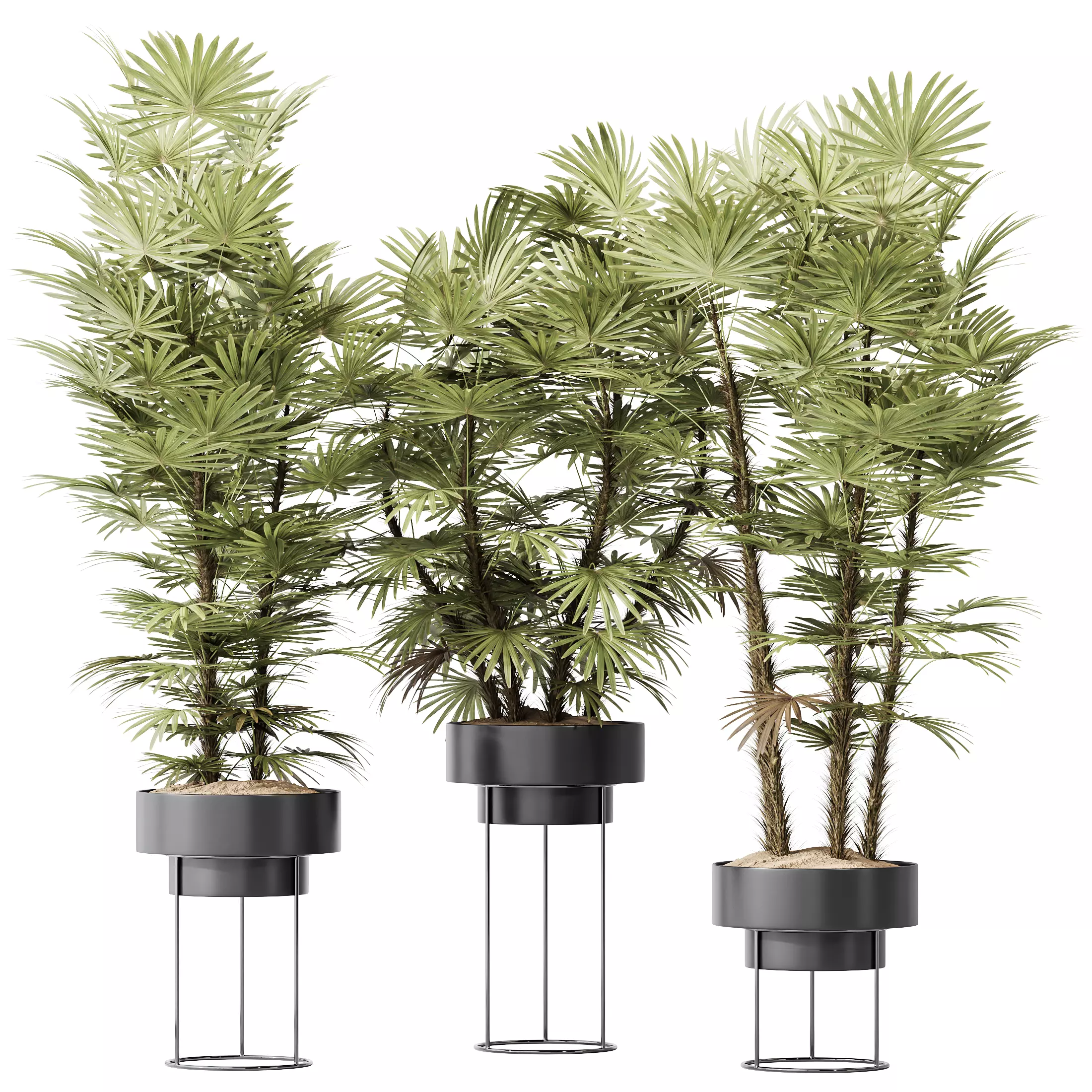 HQ Plants Rhapis Excelsa Lady Palm Hydro Care Set04 3D model