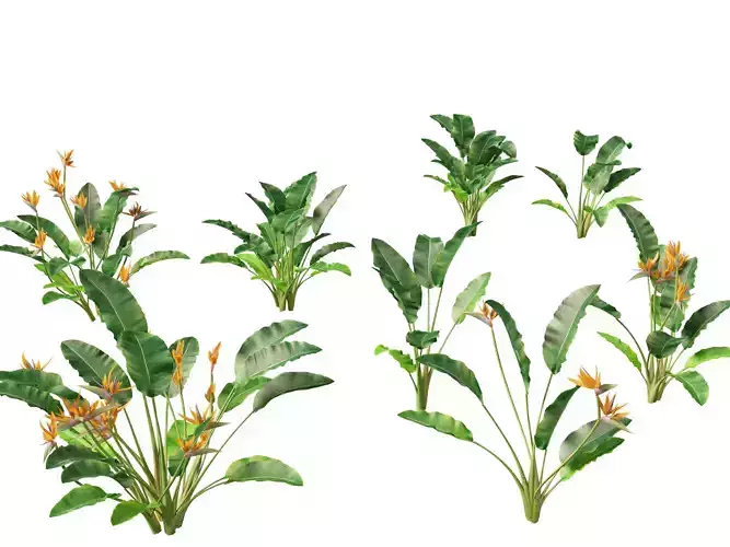 Strelitzia reginae - crane flower 3D model