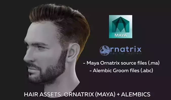 Male hair Asset - Ornatrix groom in Maya and Alembic groom