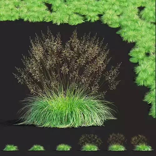  Sporobolus ornamental grass 3D model