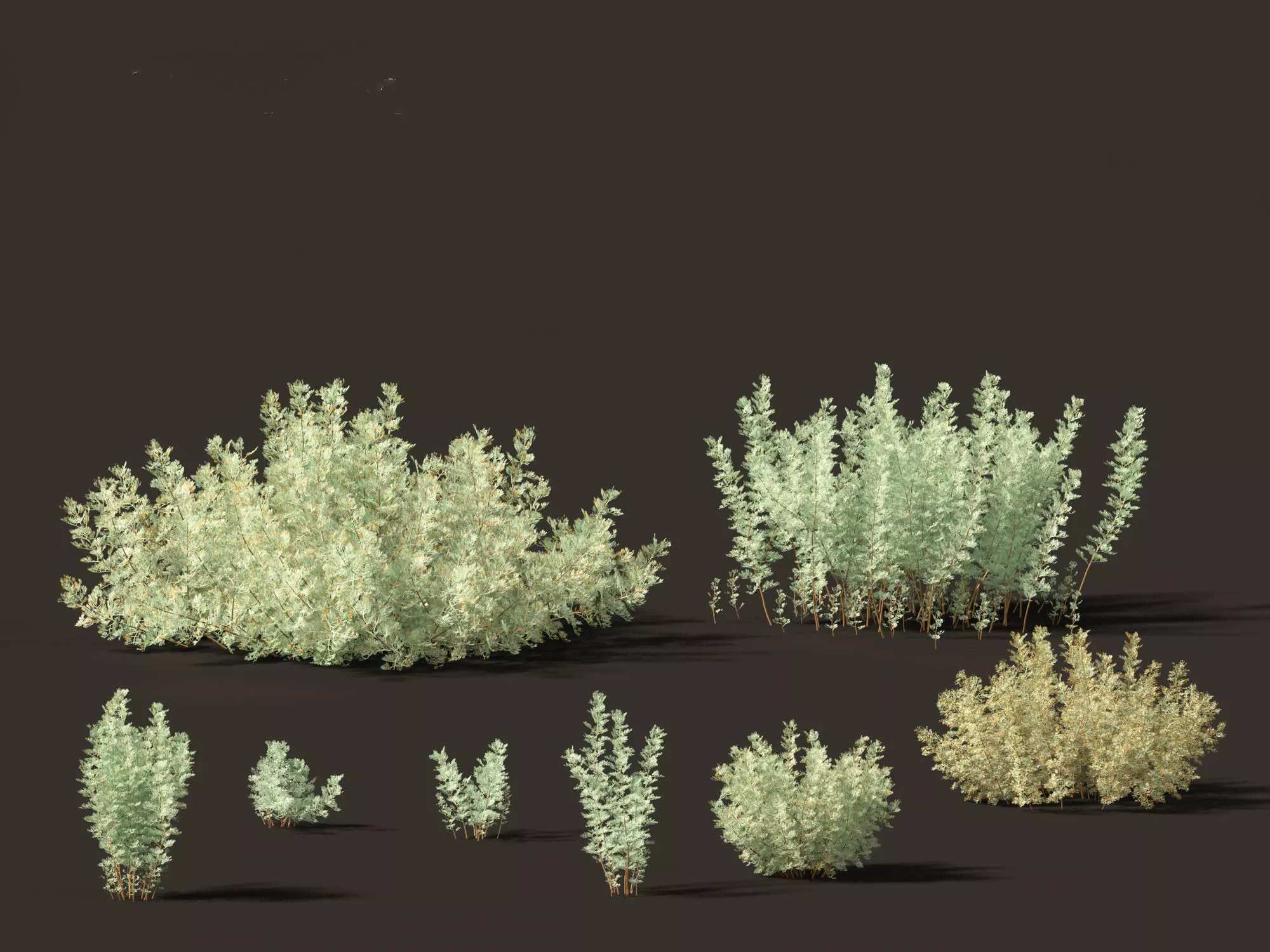 Artemisia abrotanum - southern wormwood 3D model
