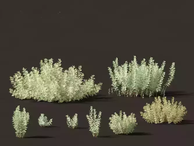 Artemisia abrotanum - southern wormwood 3D model