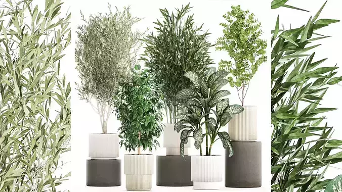 pots tree Olive Dieffenbachia bamboo Ficus benjamina 1435