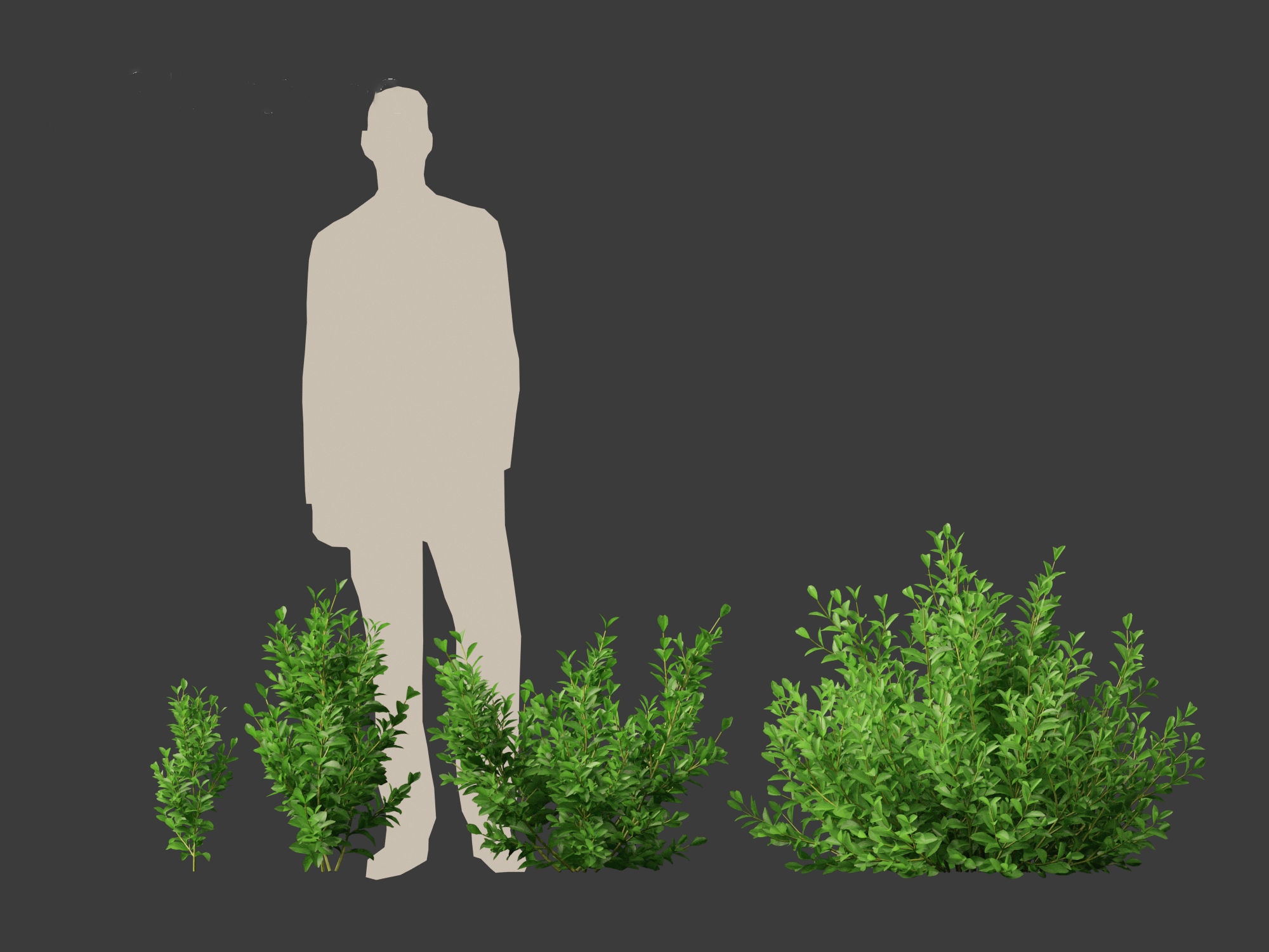 Cistus incanus - Soft-Hairy Rockrose 3D model_16