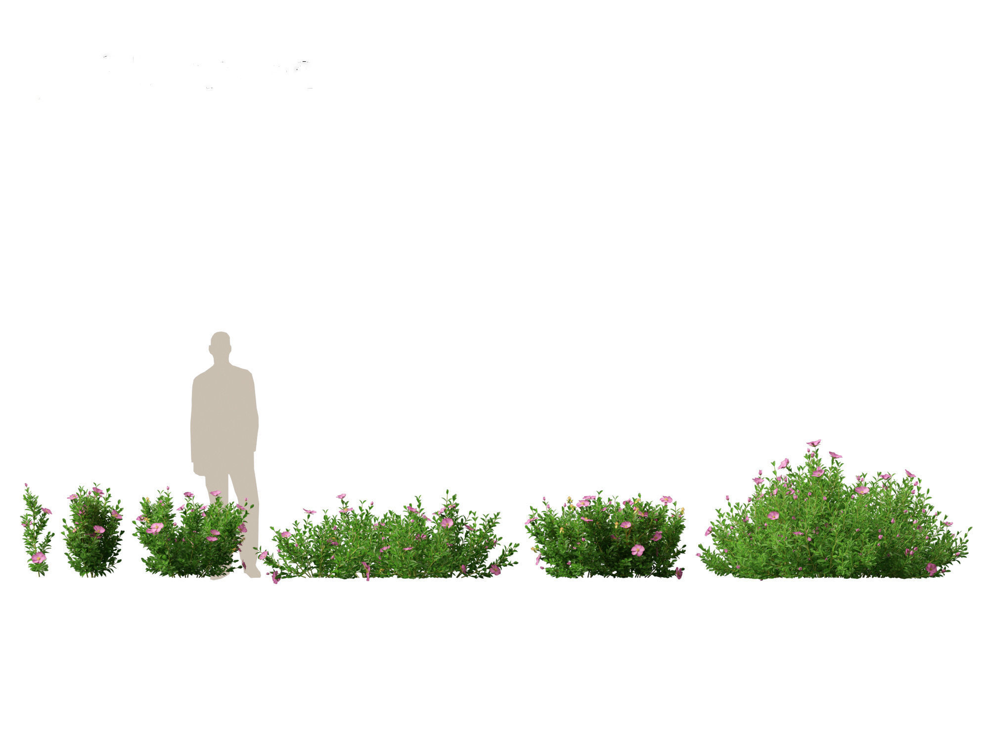 Cistus incanus - Soft-Hairy Rockrose 3D model_2