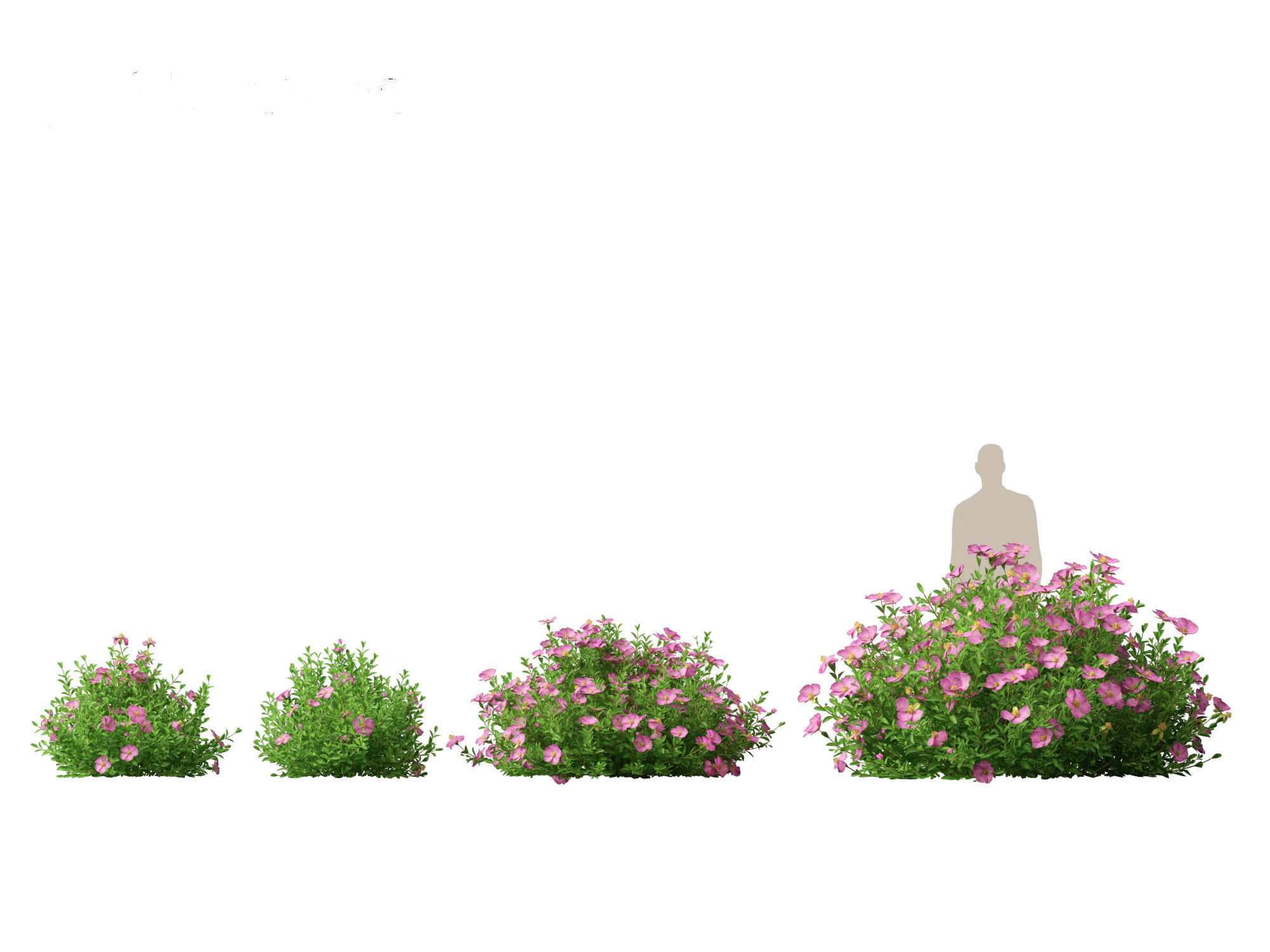 Cistus incanus - Soft-Hairy Rockrose 3D model_3