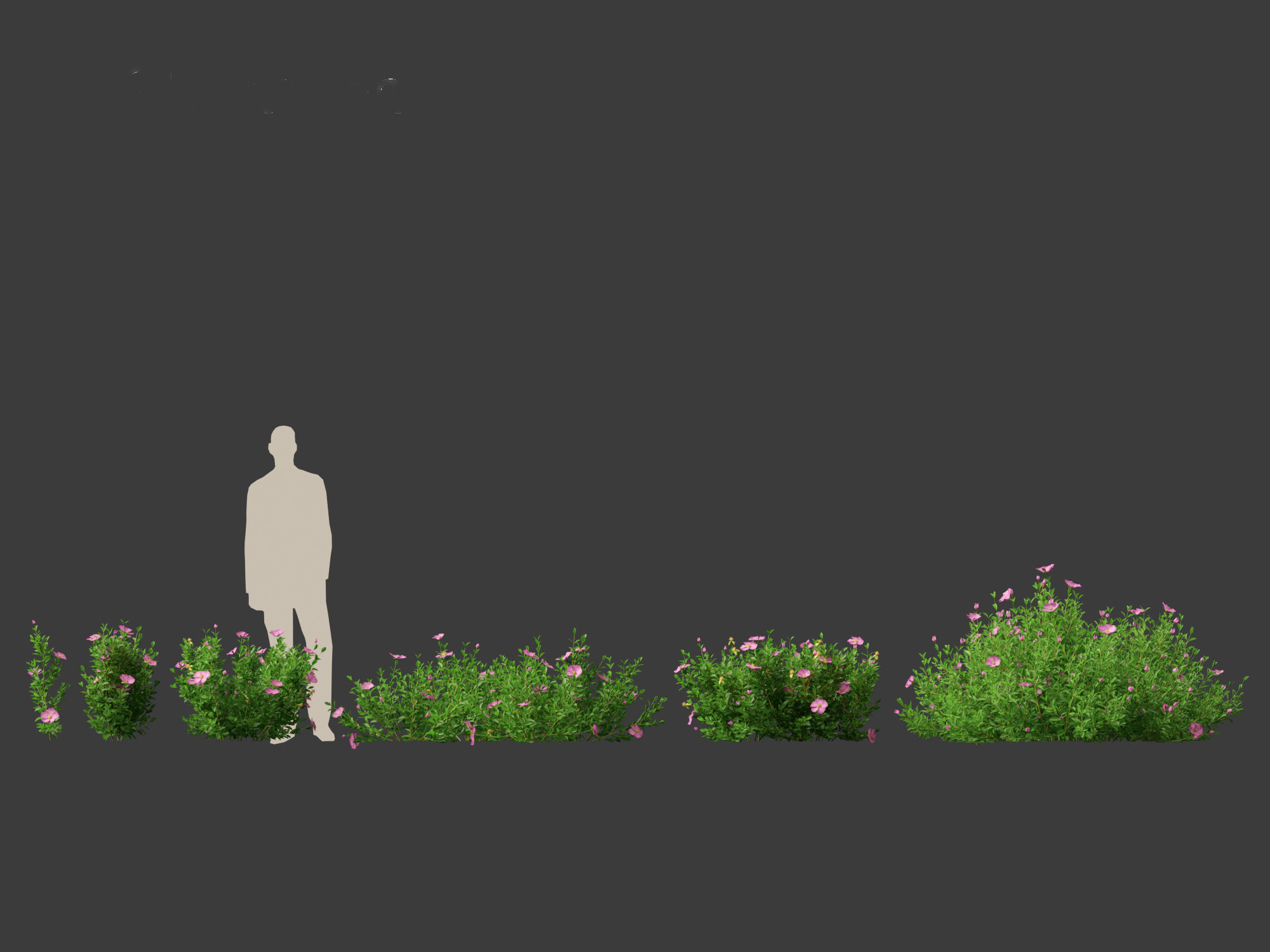 Cistus incanus - Soft-Hairy Rockrose 3D model_20