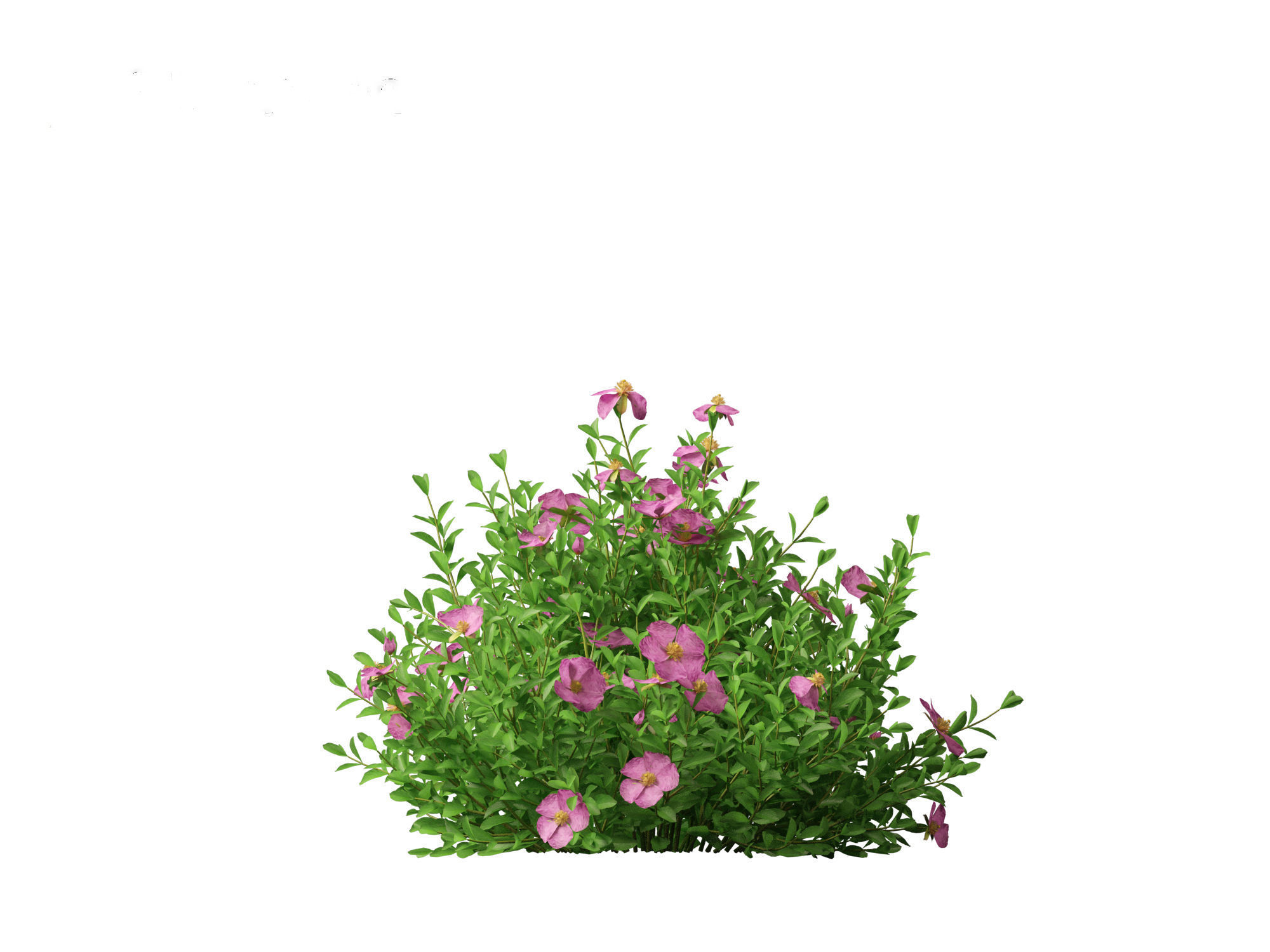 Cistus incanus - Soft-Hairy Rockrose 3D model_7