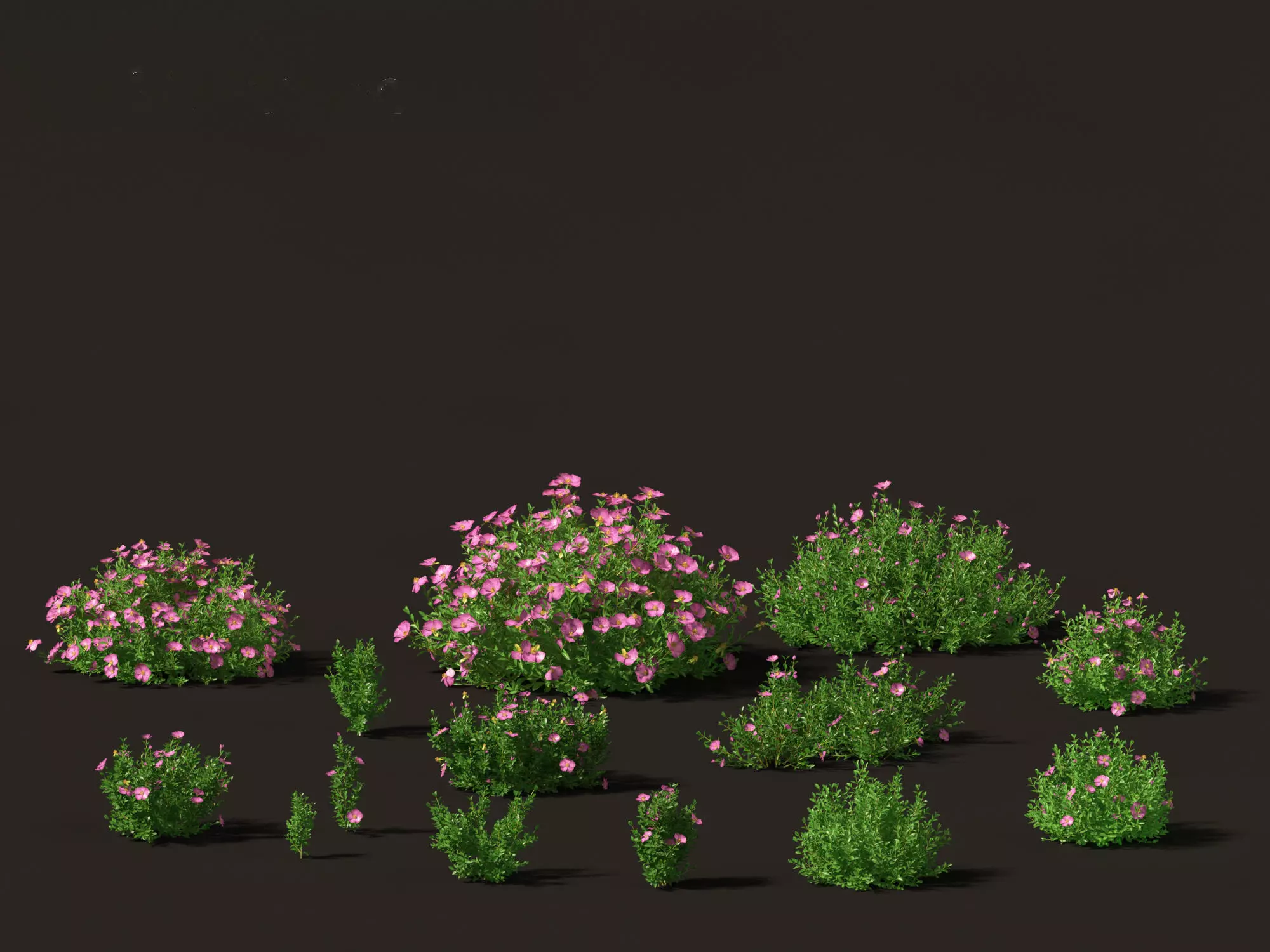 Cistus incanus - Soft-Hairy Rockrose 3D model_0