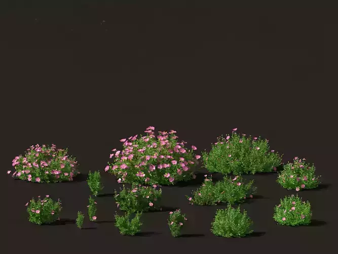 Cistus incanus - Soft-Hairy Rockrose 3D model