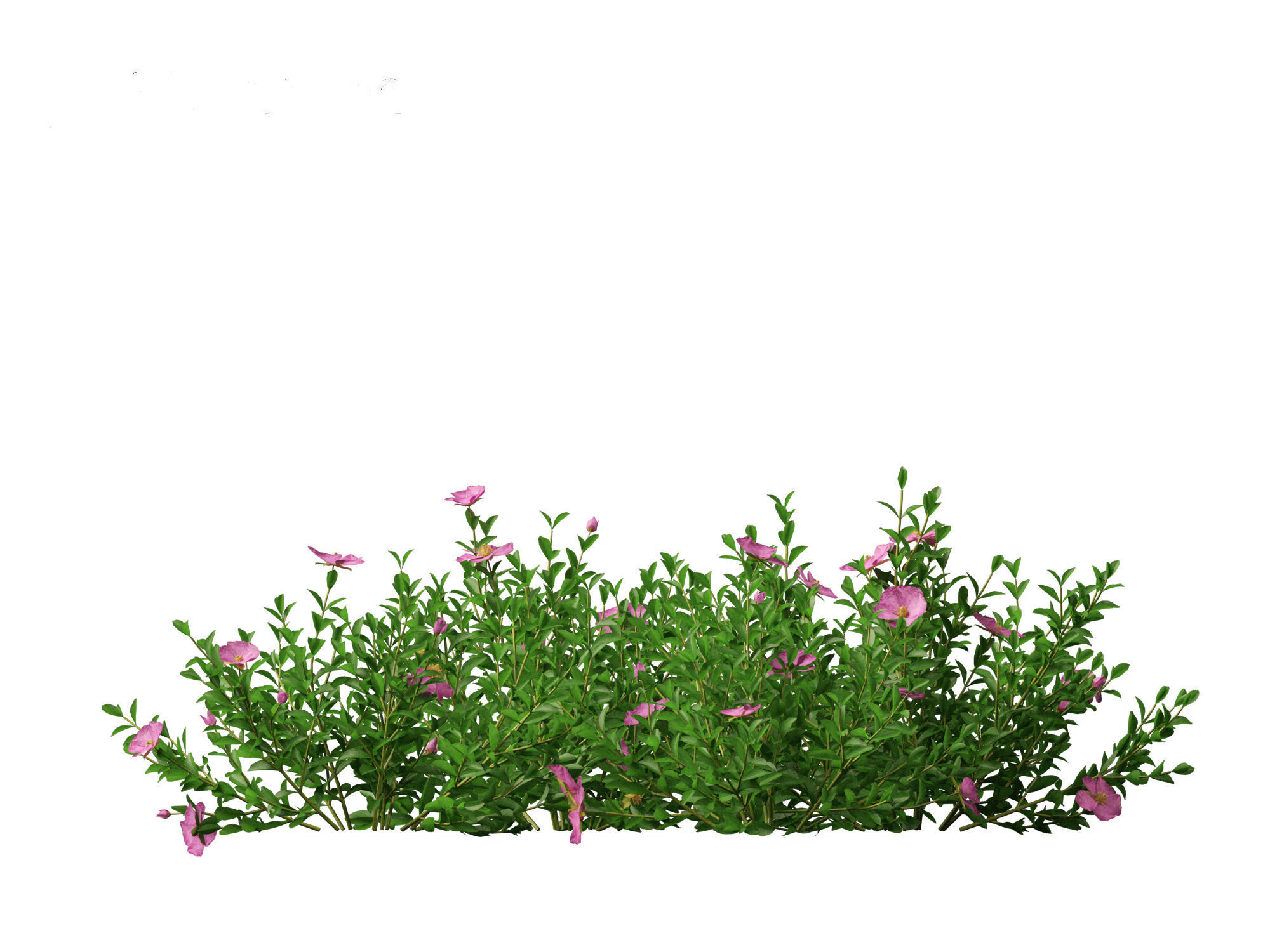 Cistus incanus - Soft-Hairy Rockrose 3D model_11