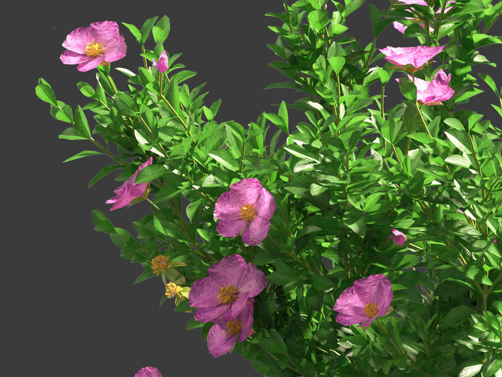 Cistus incanus - Soft-Hairy Rockrose 3D model_9