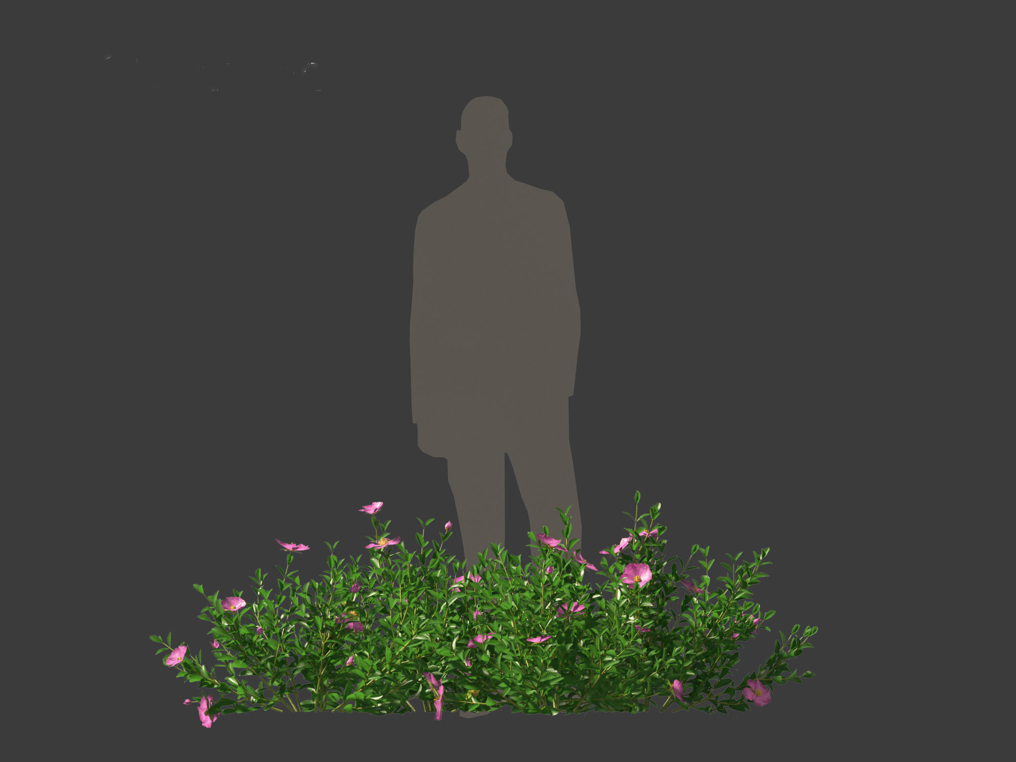 Cistus incanus - Soft-Hairy Rockrose 3D model_19
