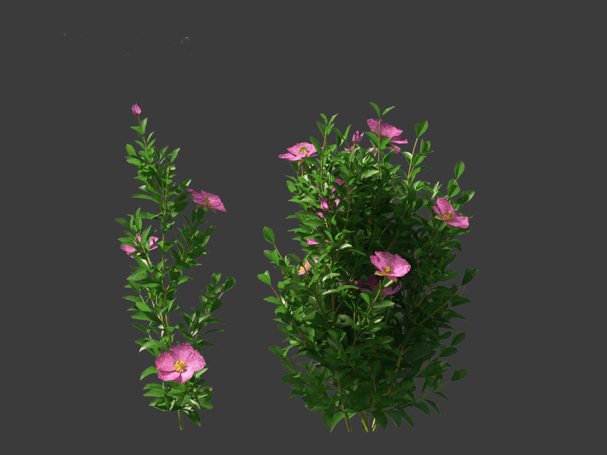 Cistus incanus - Soft-Hairy Rockrose 3D model_5