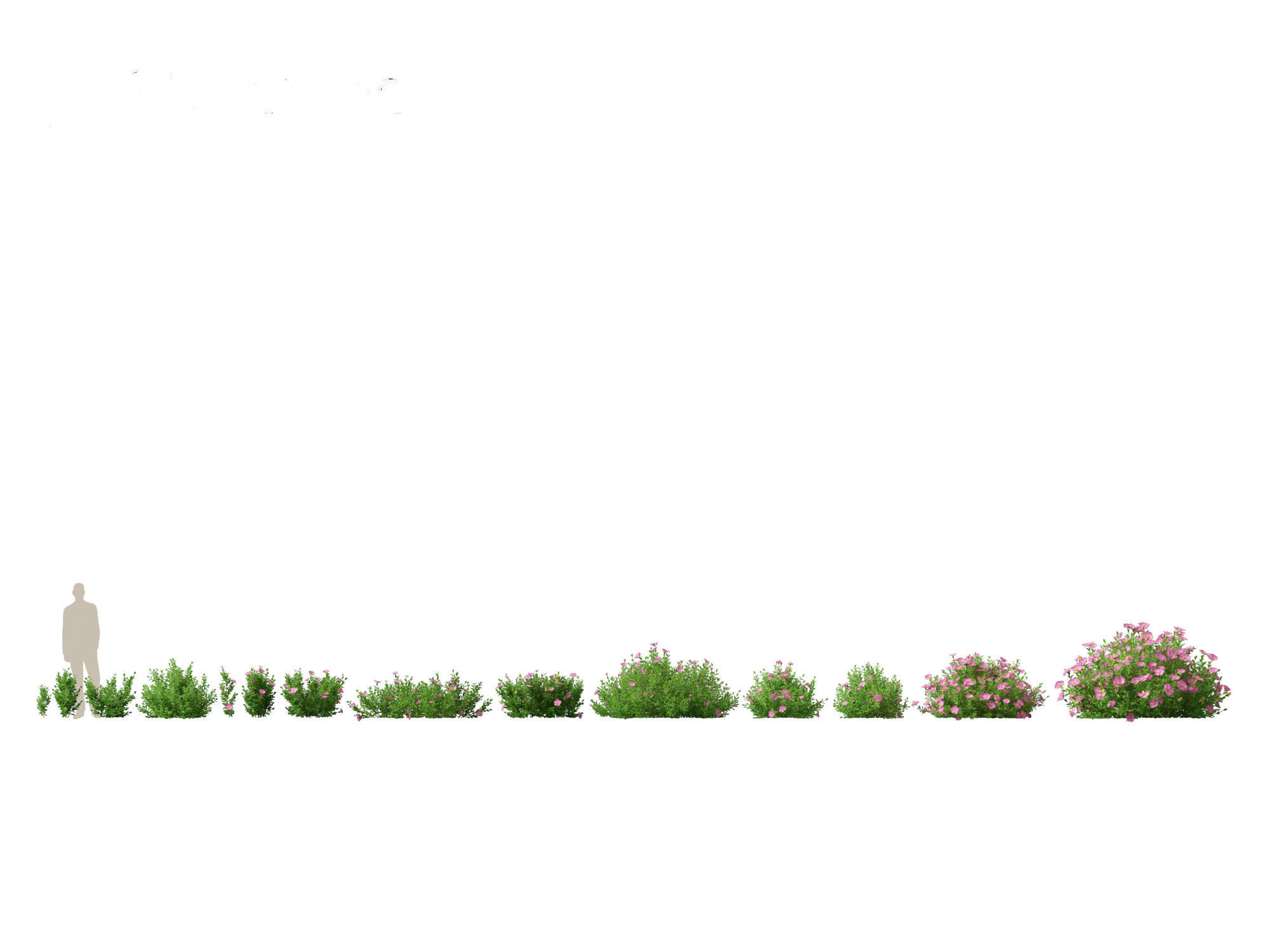 Cistus incanus - Soft-Hairy Rockrose 3D model_1