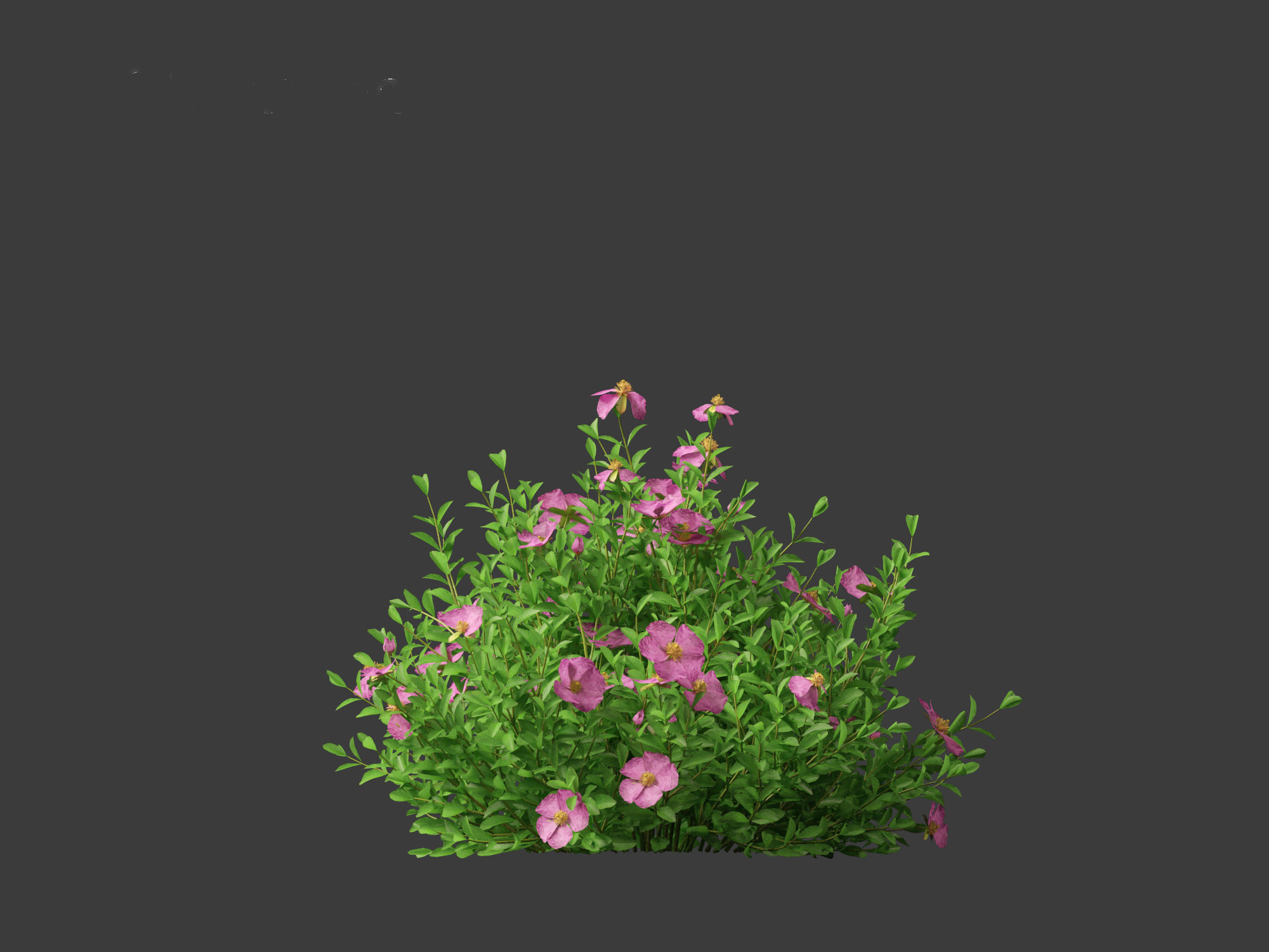 Cistus incanus - Soft-Hairy Rockrose 3D model_8