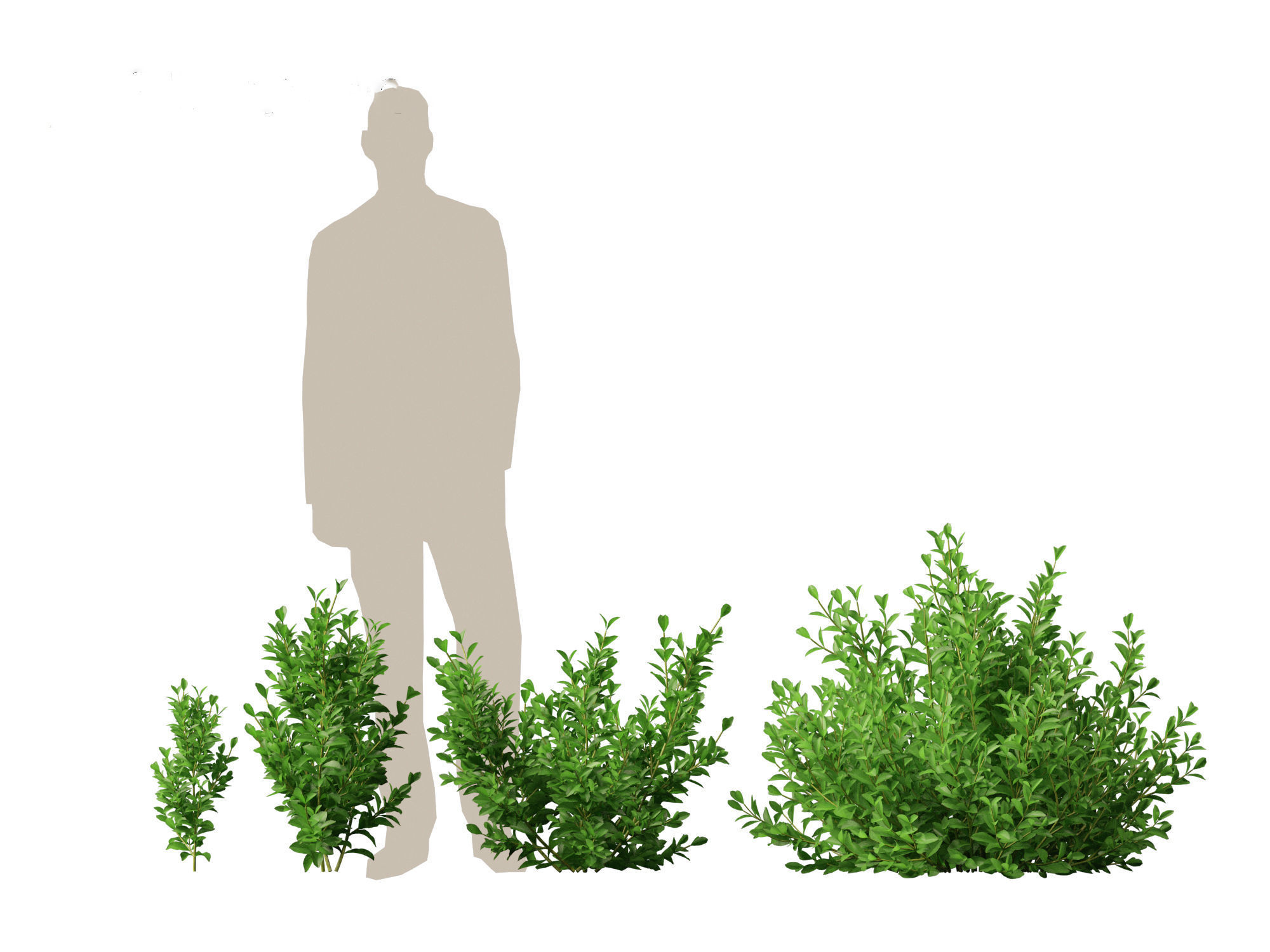 Cistus incanus - Soft-Hairy Rockrose 3D model_17