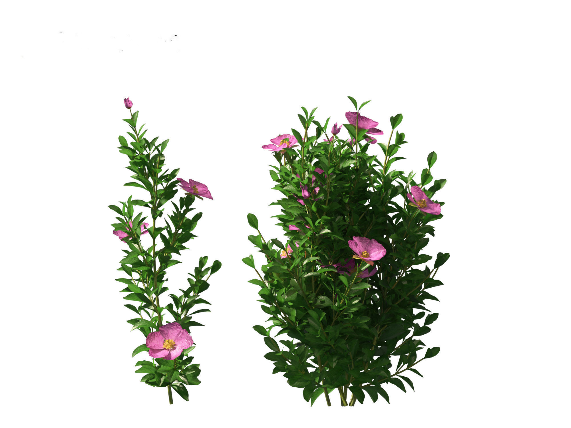 Cistus incanus - Soft-Hairy Rockrose 3D model_6
