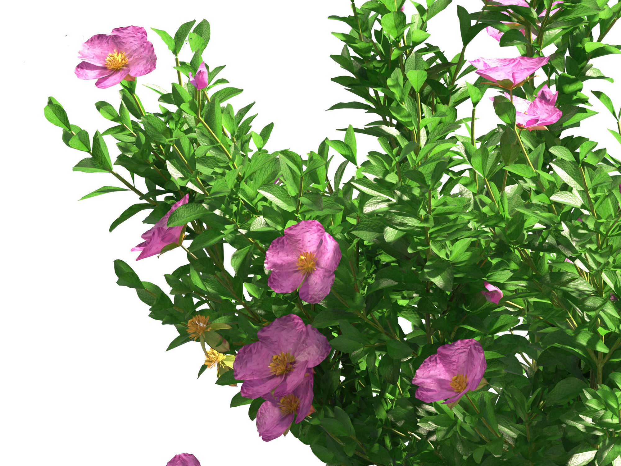 Cistus incanus - Soft-Hairy Rockrose 3D model_13