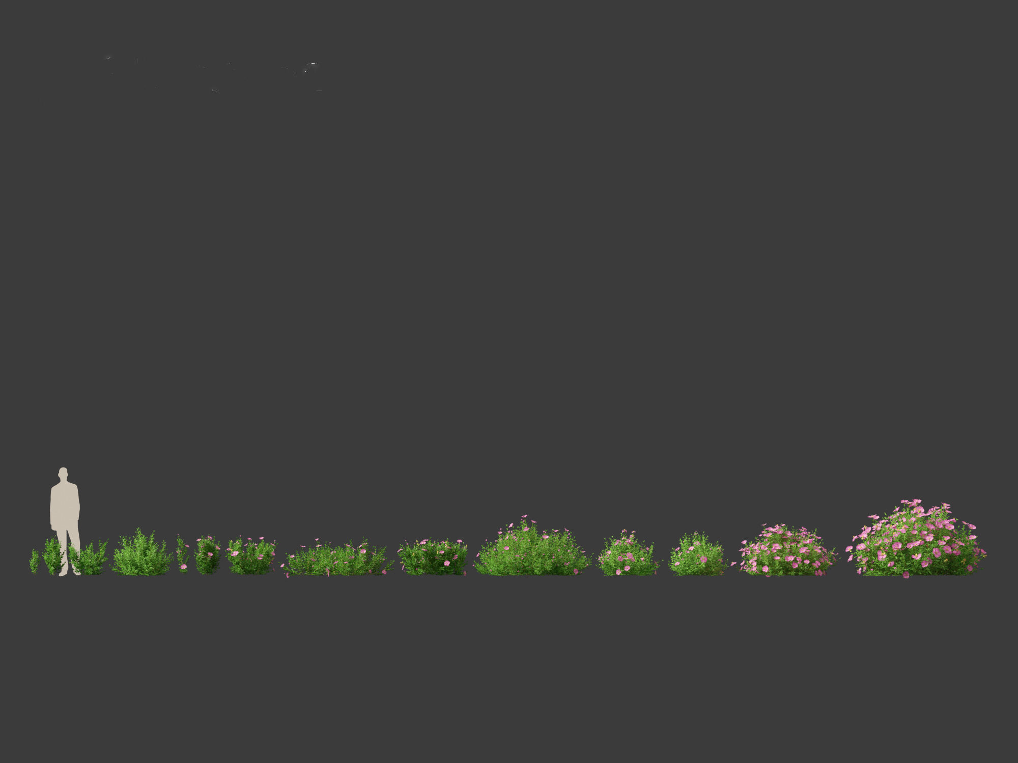 Cistus incanus - Soft-Hairy Rockrose 3D model_12