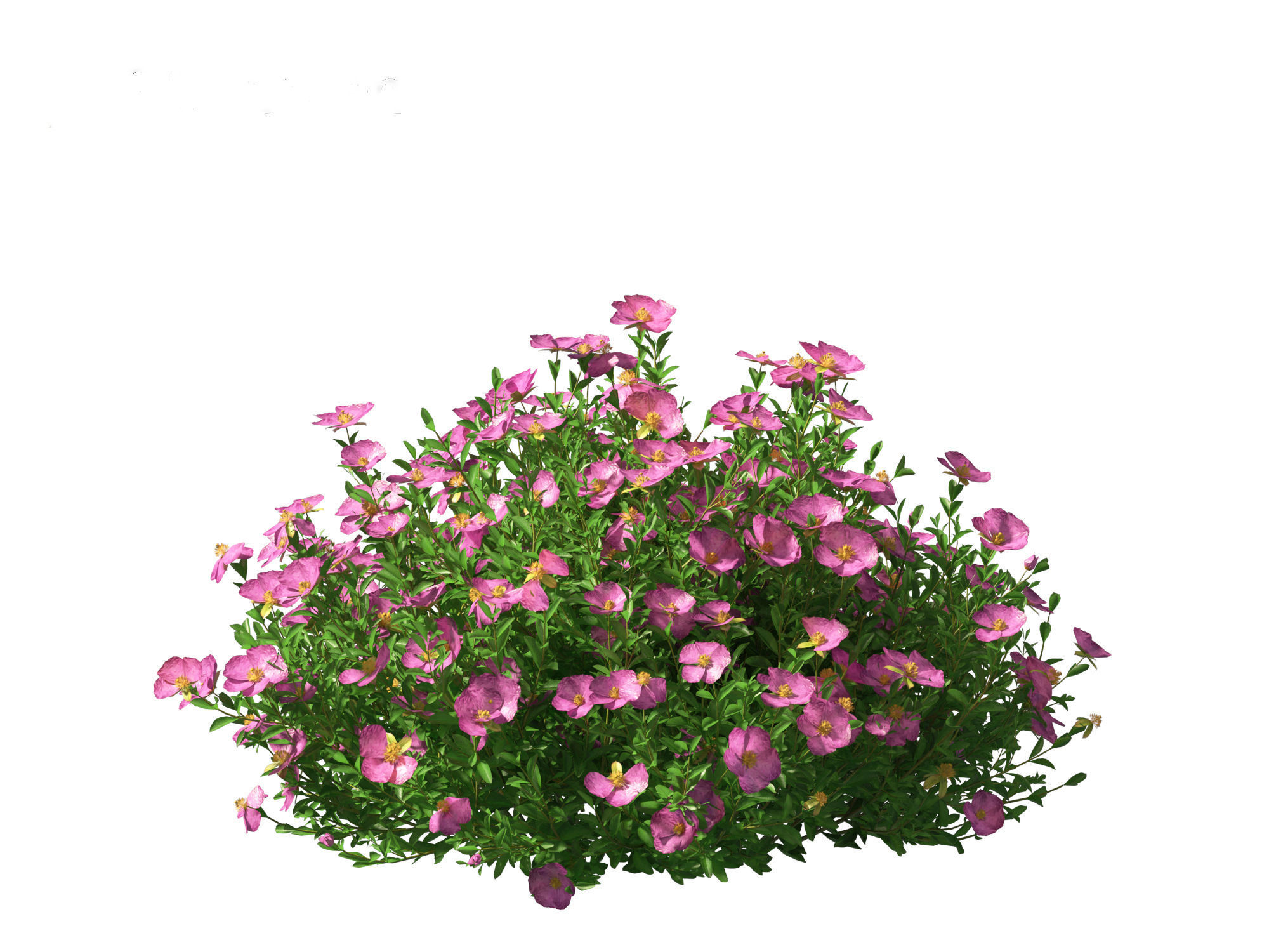 Cistus incanus - Soft-Hairy Rockrose 3D model_14