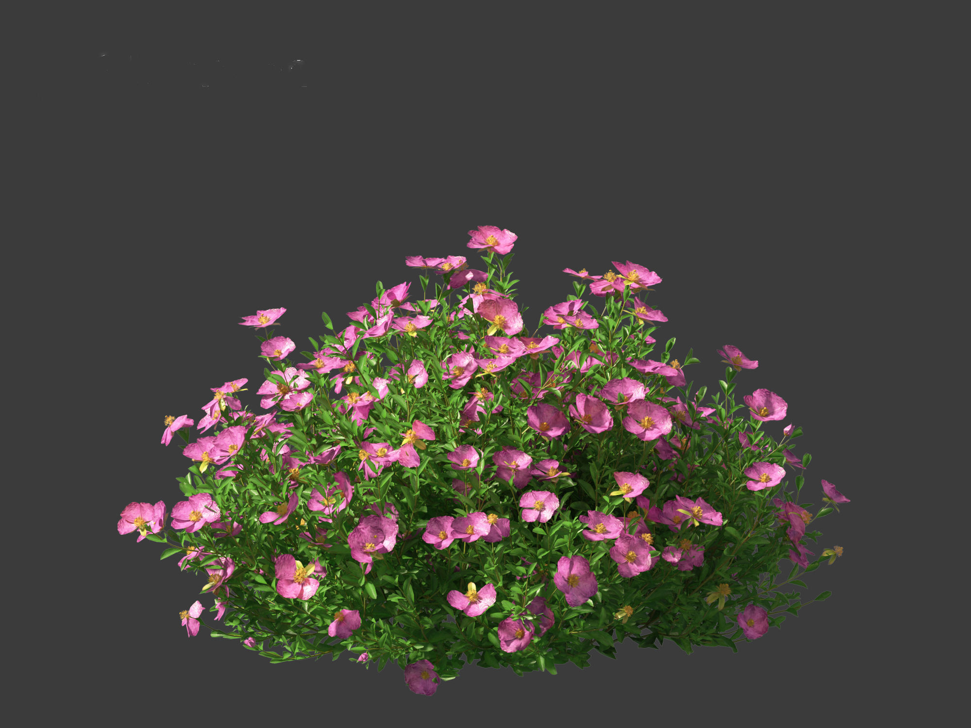 Cistus incanus - Soft-Hairy Rockrose 3D model_15