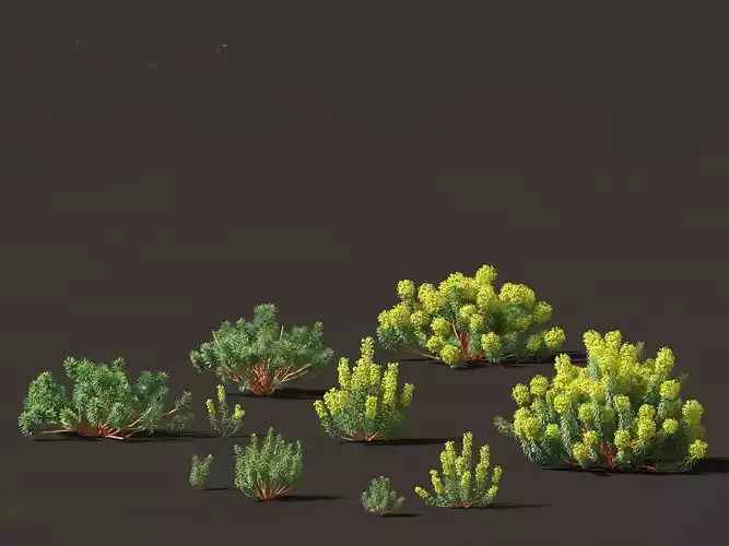 Euphorbia characias - Mediterranean Spurge