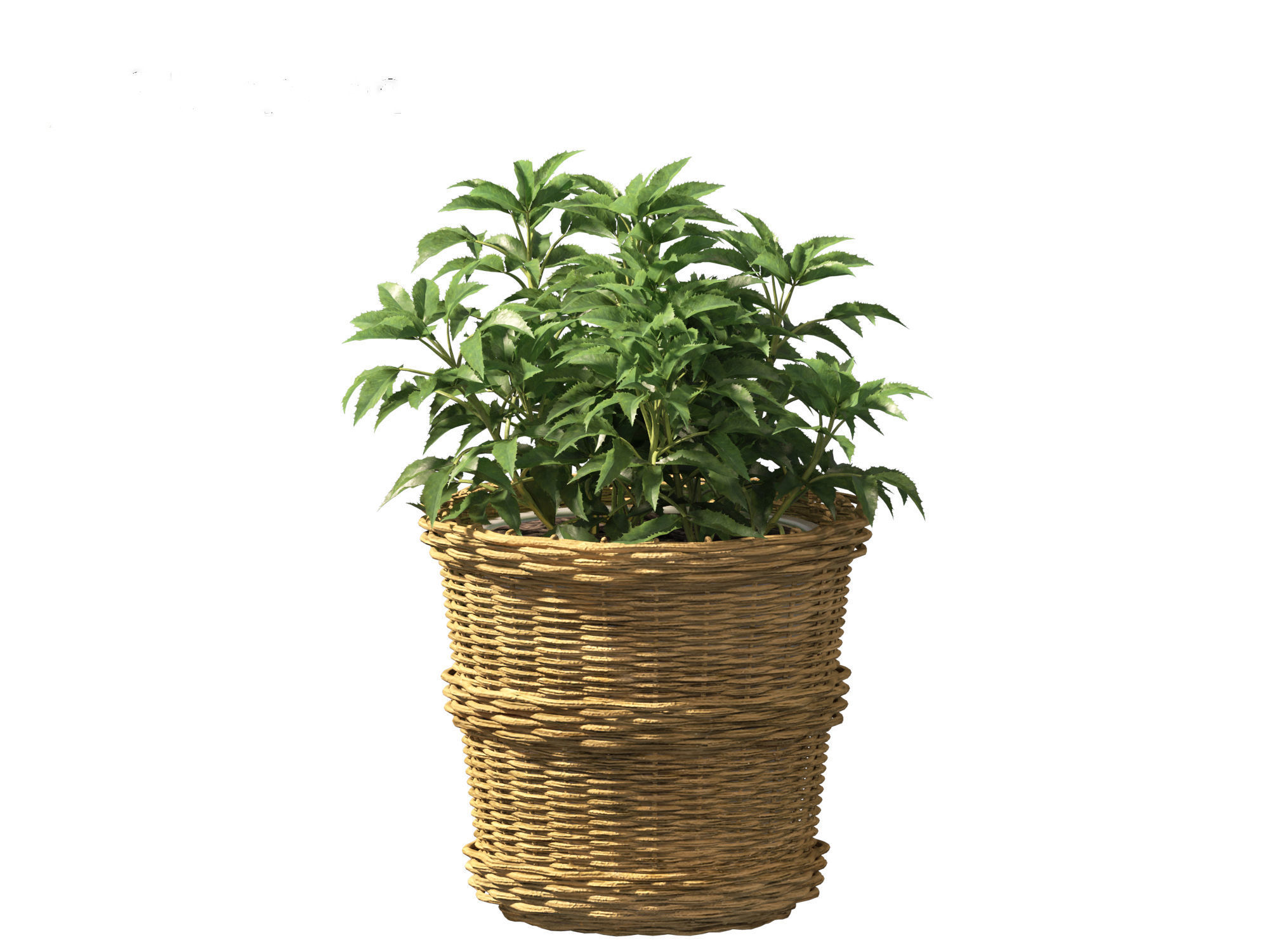 Helleborus argutifolius - Corsican hellebore 01 3D model_14