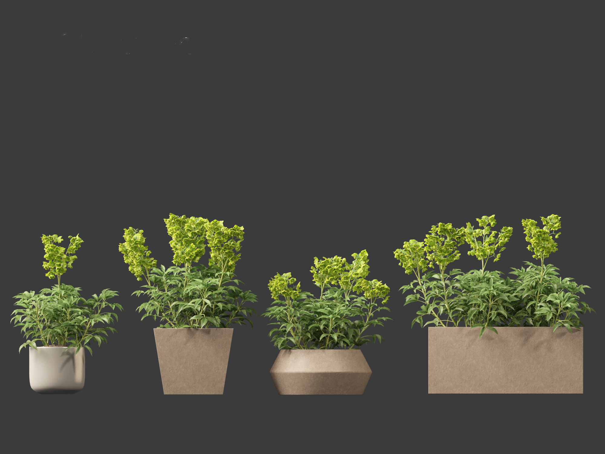 Helleborus argutifolius - Corsican hellebore 01 3D model_11