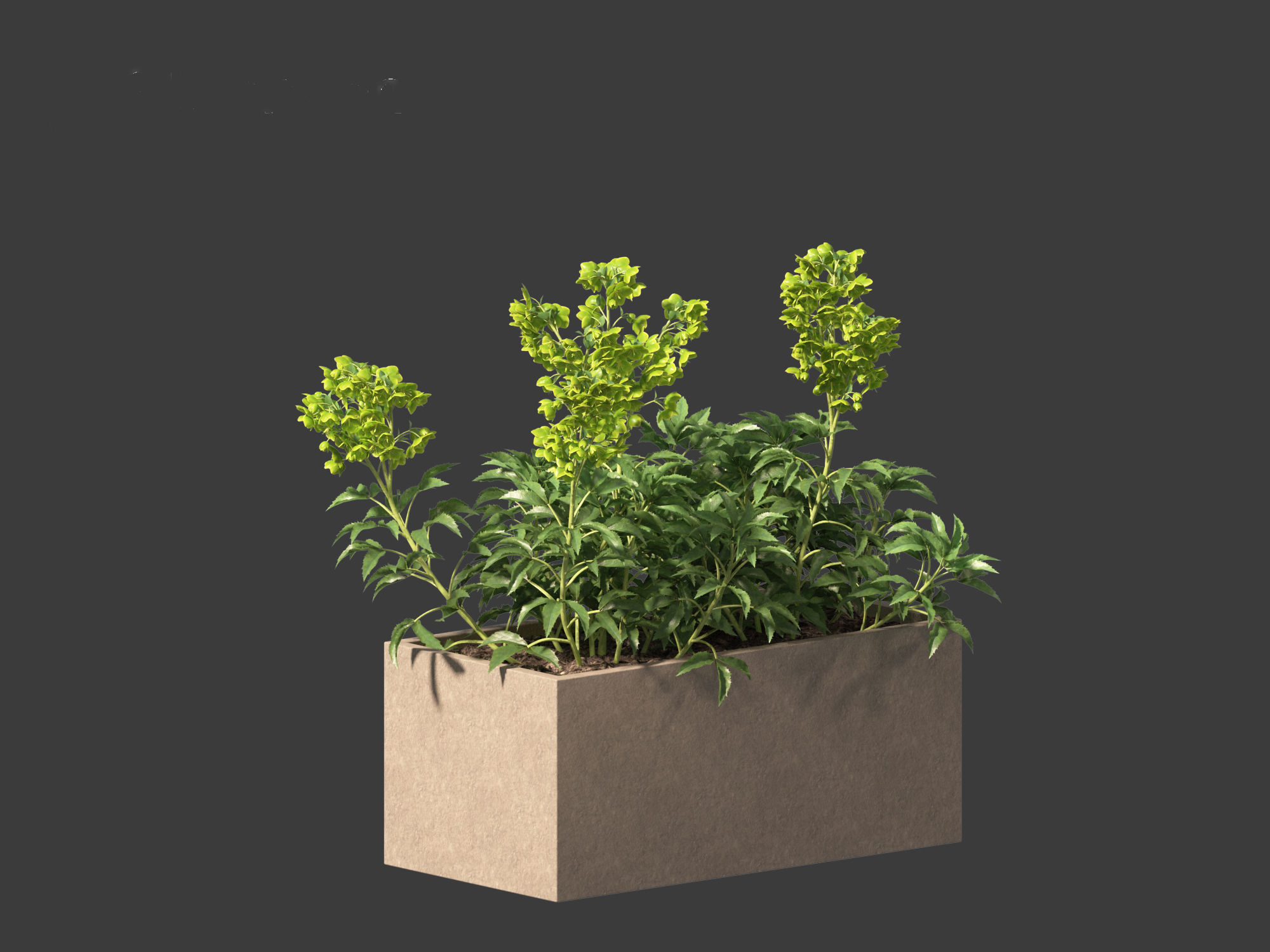 Helleborus argutifolius - Corsican hellebore 01 3D model_5