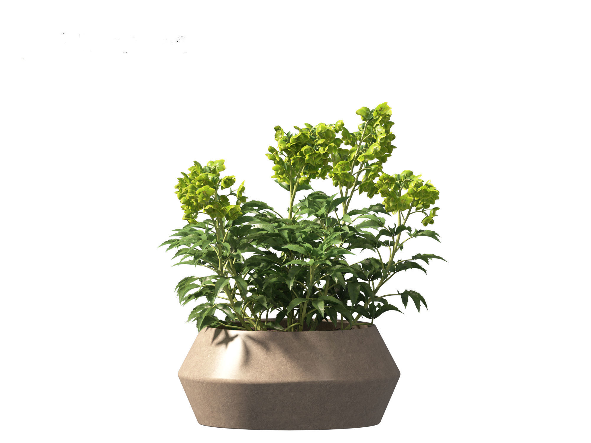 Helleborus argutifolius - Corsican hellebore 01 3D model_13