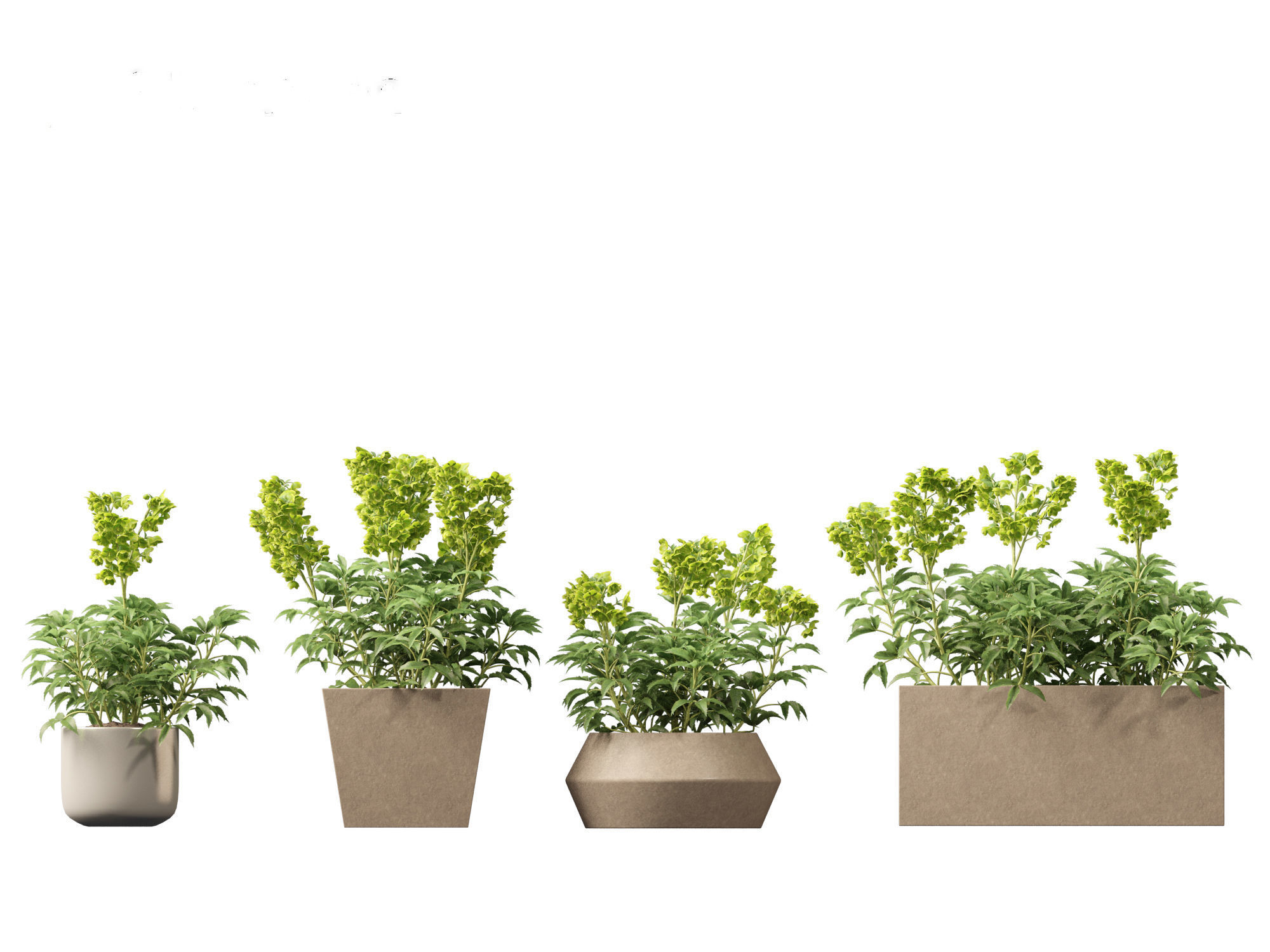 Helleborus argutifolius - Corsican hellebore 01 3D model_10