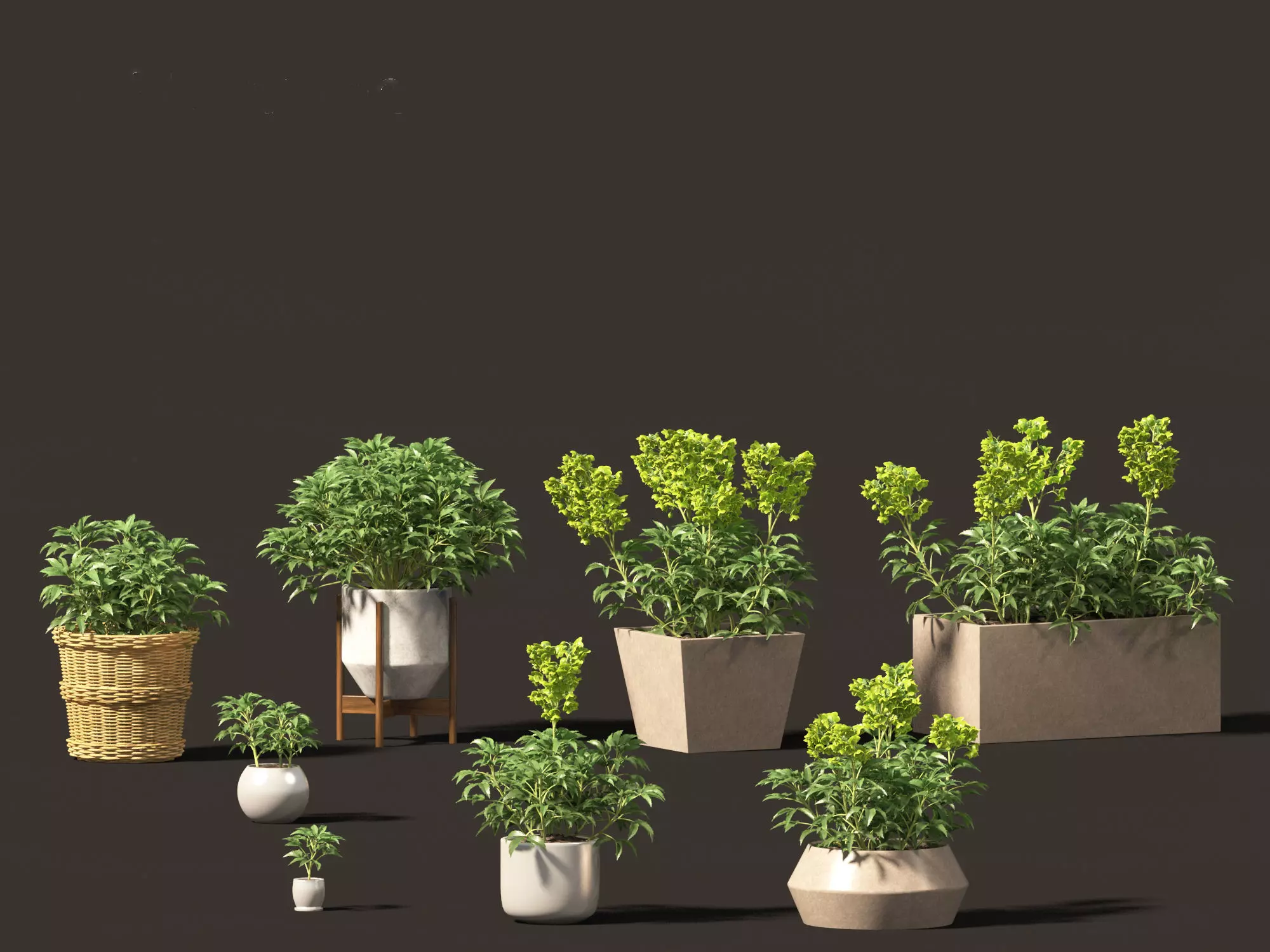 Helleborus argutifolius - Corsican hellebore 01 3D model_0