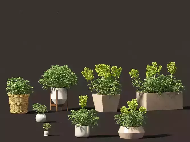 Helleborus argutifolius - Corsican hellebore 01