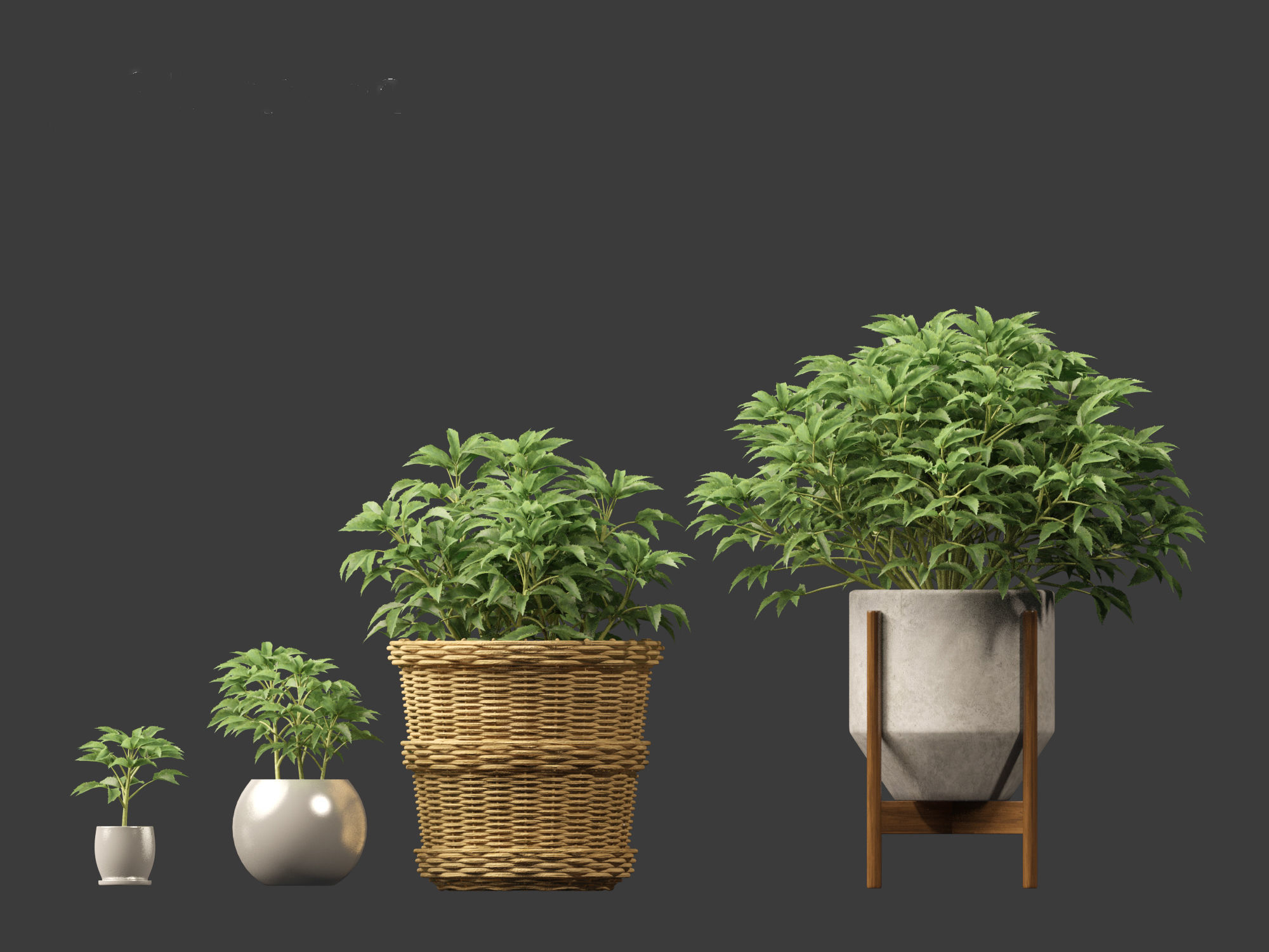 Helleborus argutifolius - Corsican hellebore 01 3D model_8