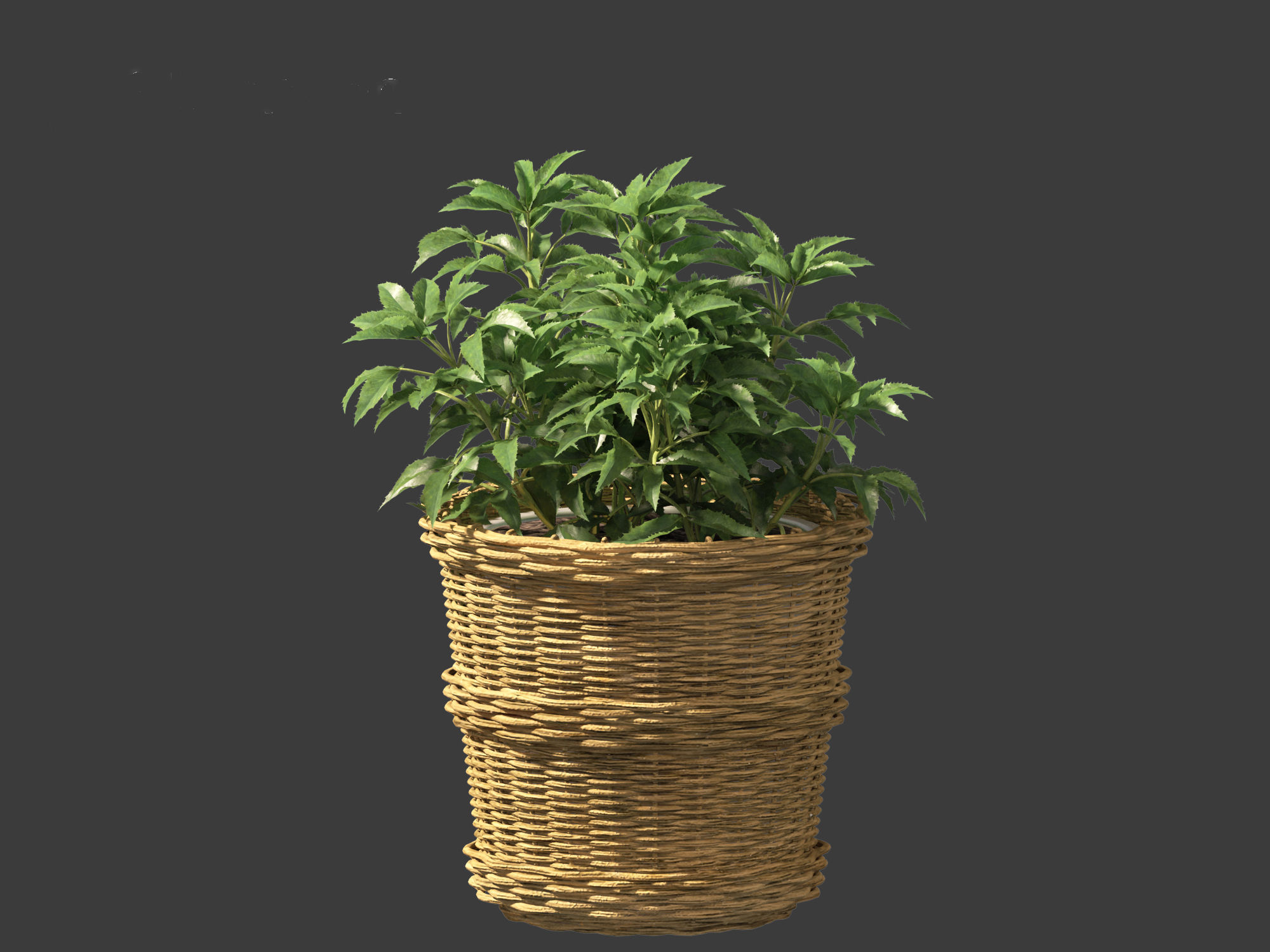 Helleborus argutifolius - Corsican hellebore 01 3D model_2