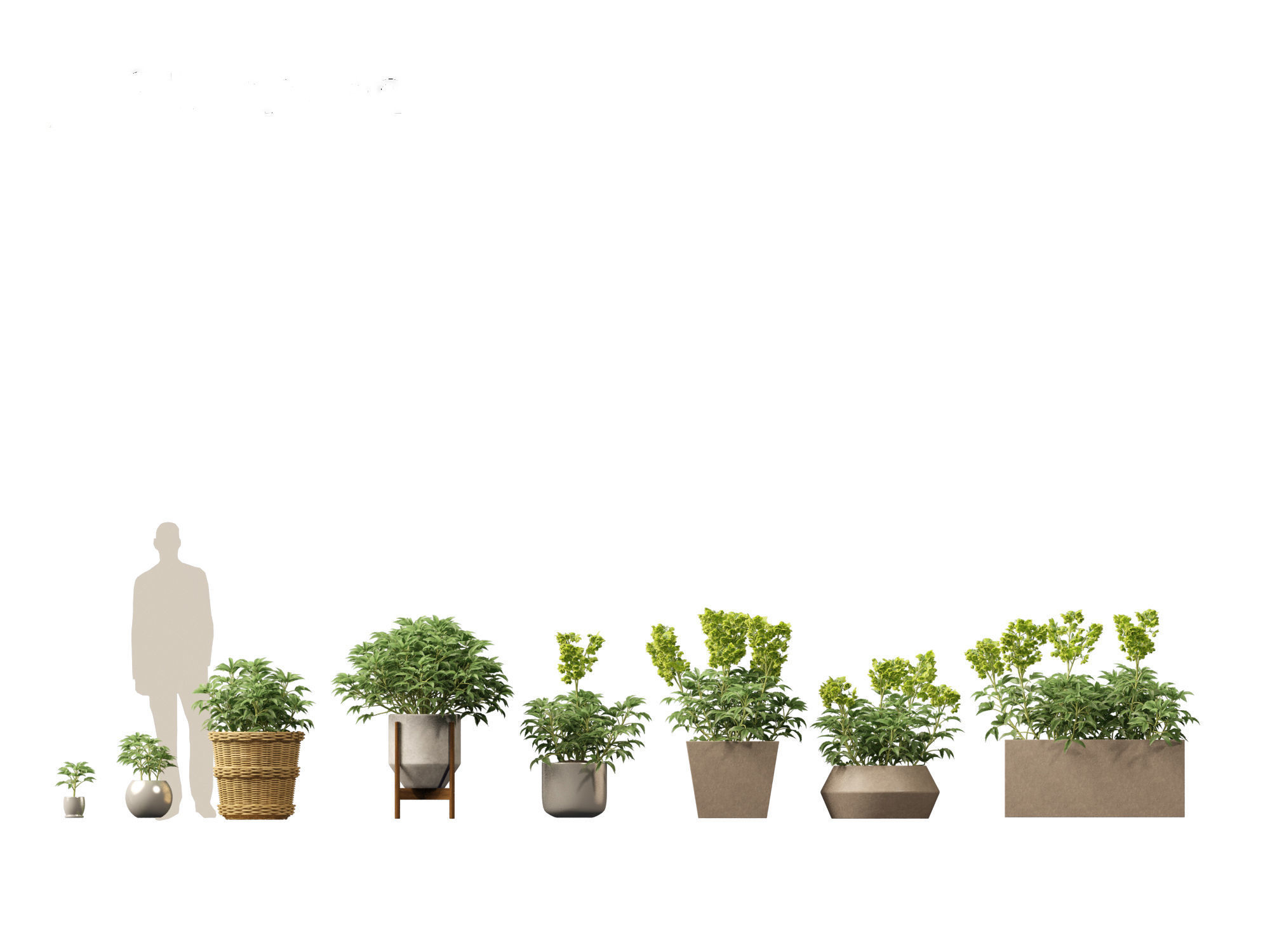 Helleborus argutifolius - Corsican hellebore 01 3D model_1