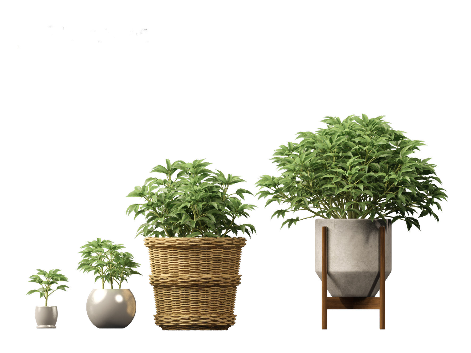 Helleborus argutifolius - Corsican hellebore 01 3D model_9