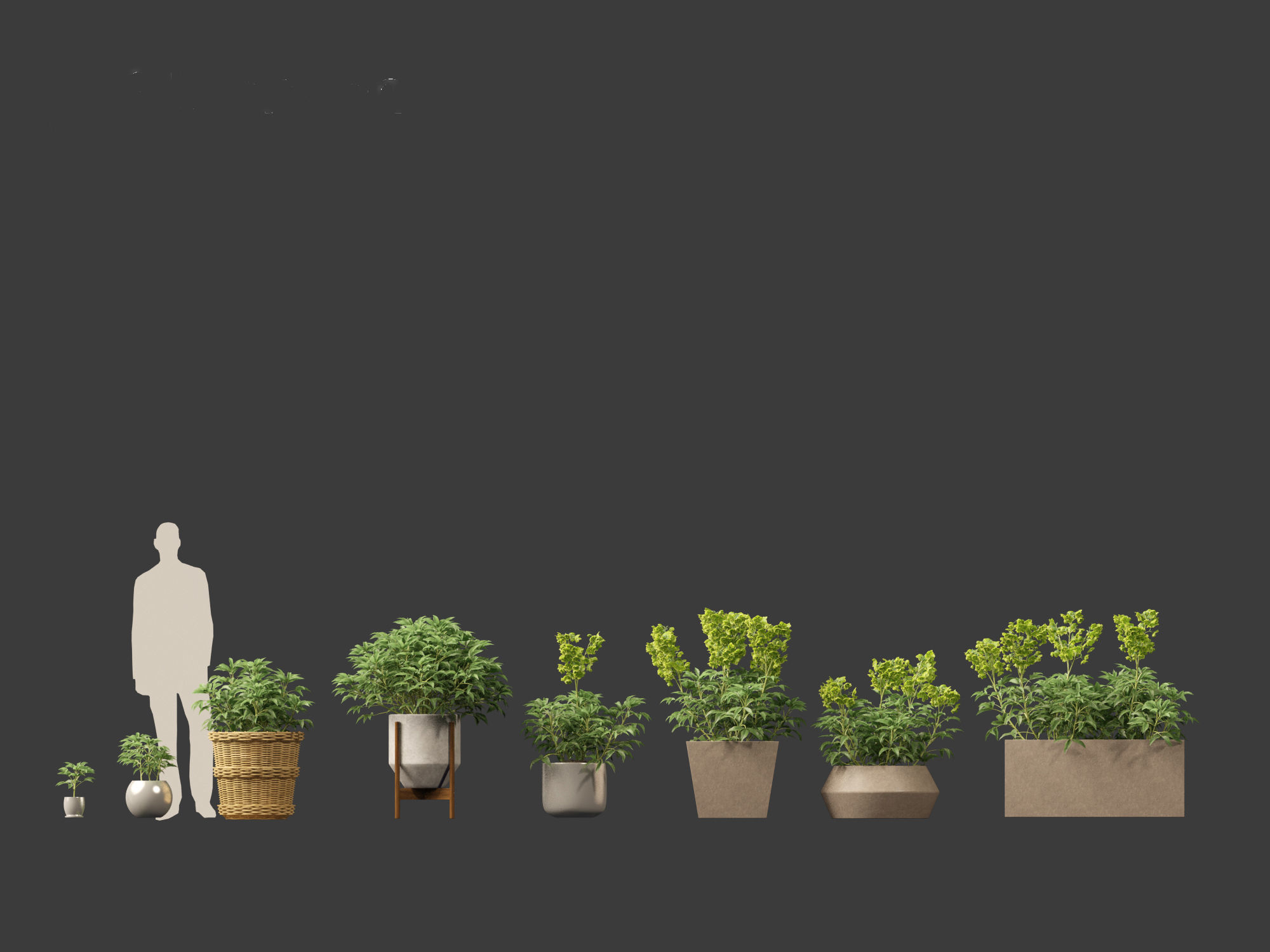 Helleborus argutifolius - Corsican hellebore 01 3D model_7