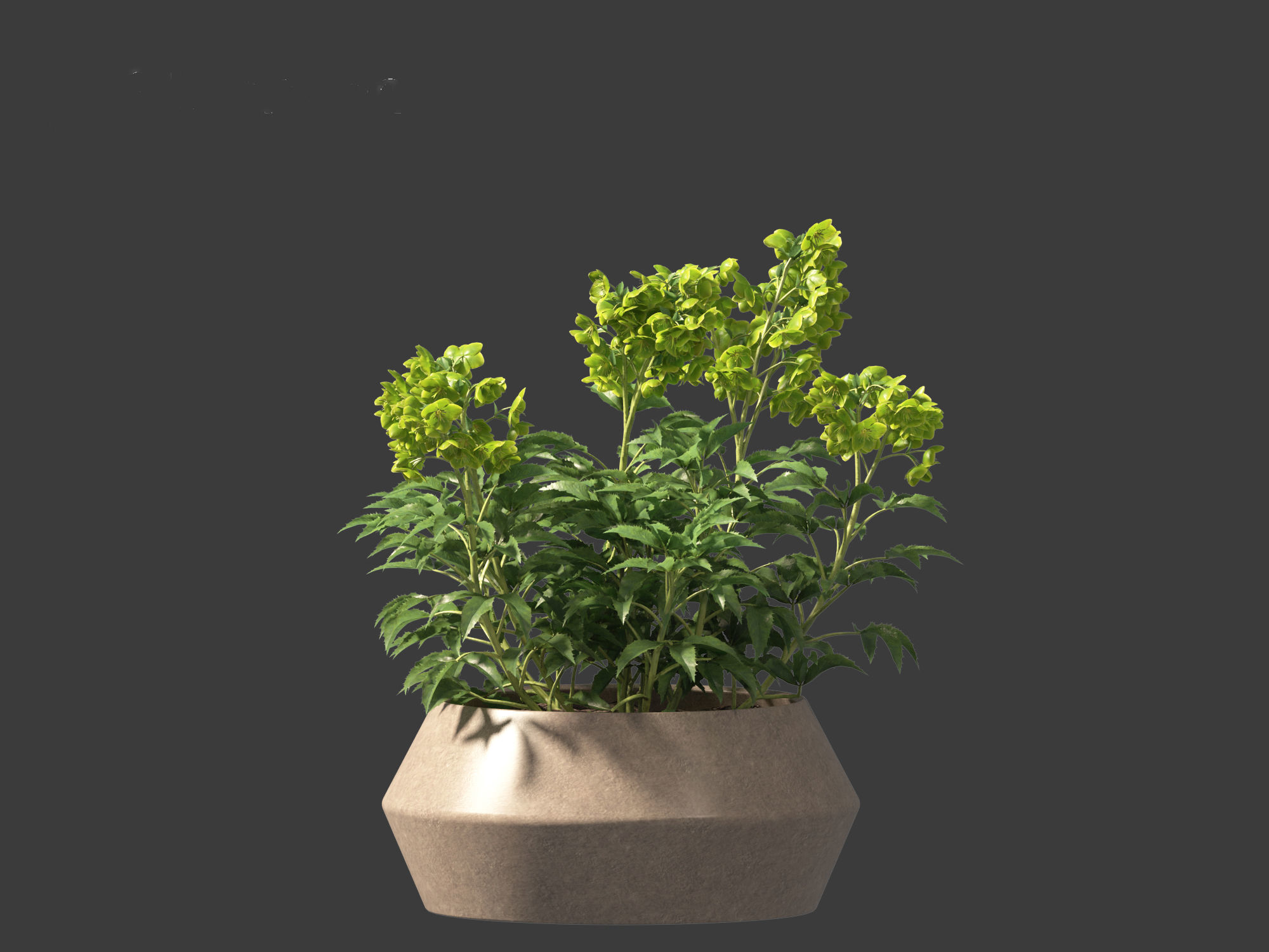 Helleborus argutifolius - Corsican hellebore 01 3D model_12