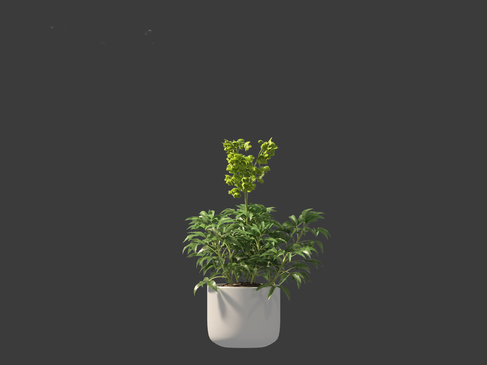 Helleborus argutifolius - Corsican hellebore 01 3D model_4